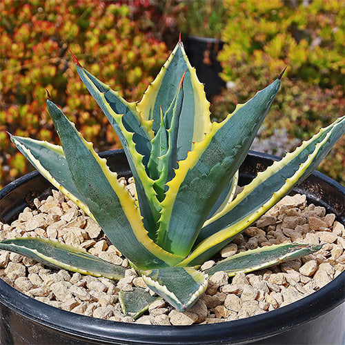 Variegated Century Plant (Agave americana ‘Variegata’)