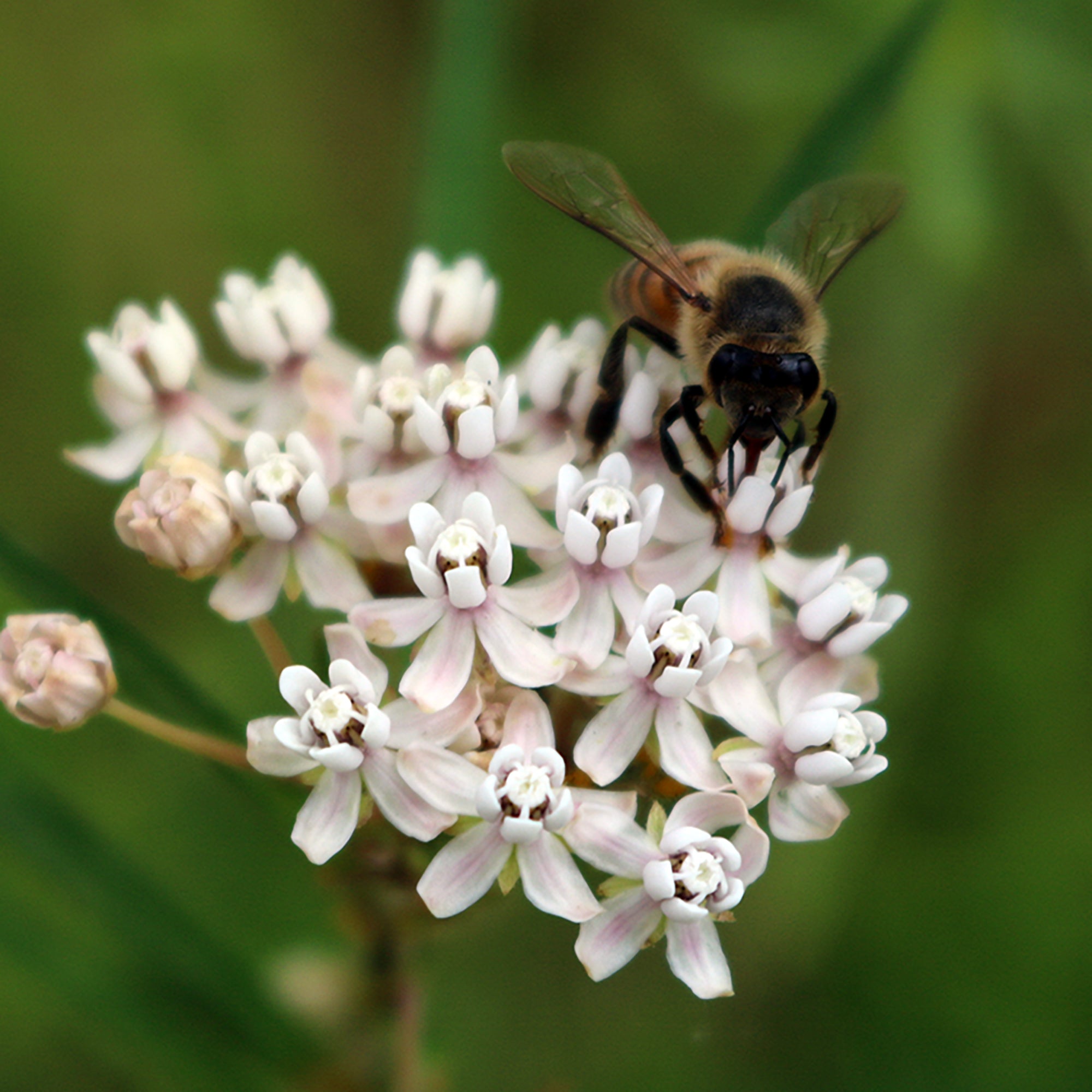 Arizona Milkweed (Asclepias angustifolia) 30 Seeds