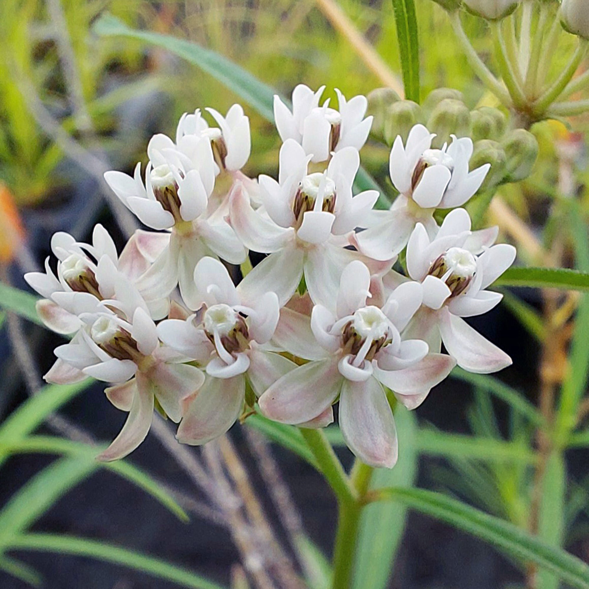 Arizona Milkweed (Asclepias angustifolia) 30 Seeds