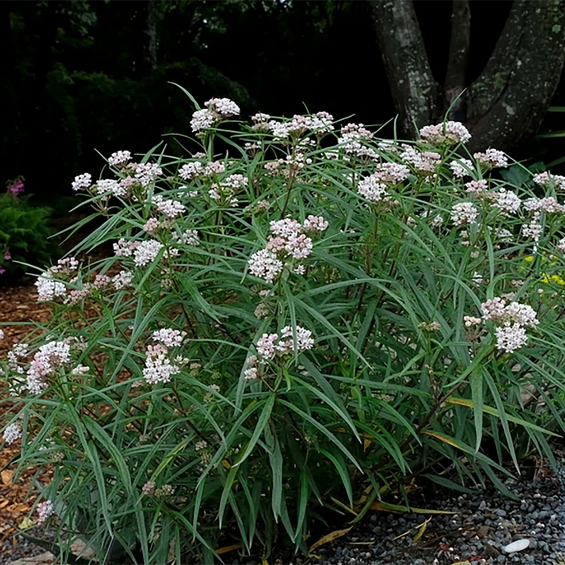Arizona Milkweed (Asclepias angustifolia) 30 Seeds