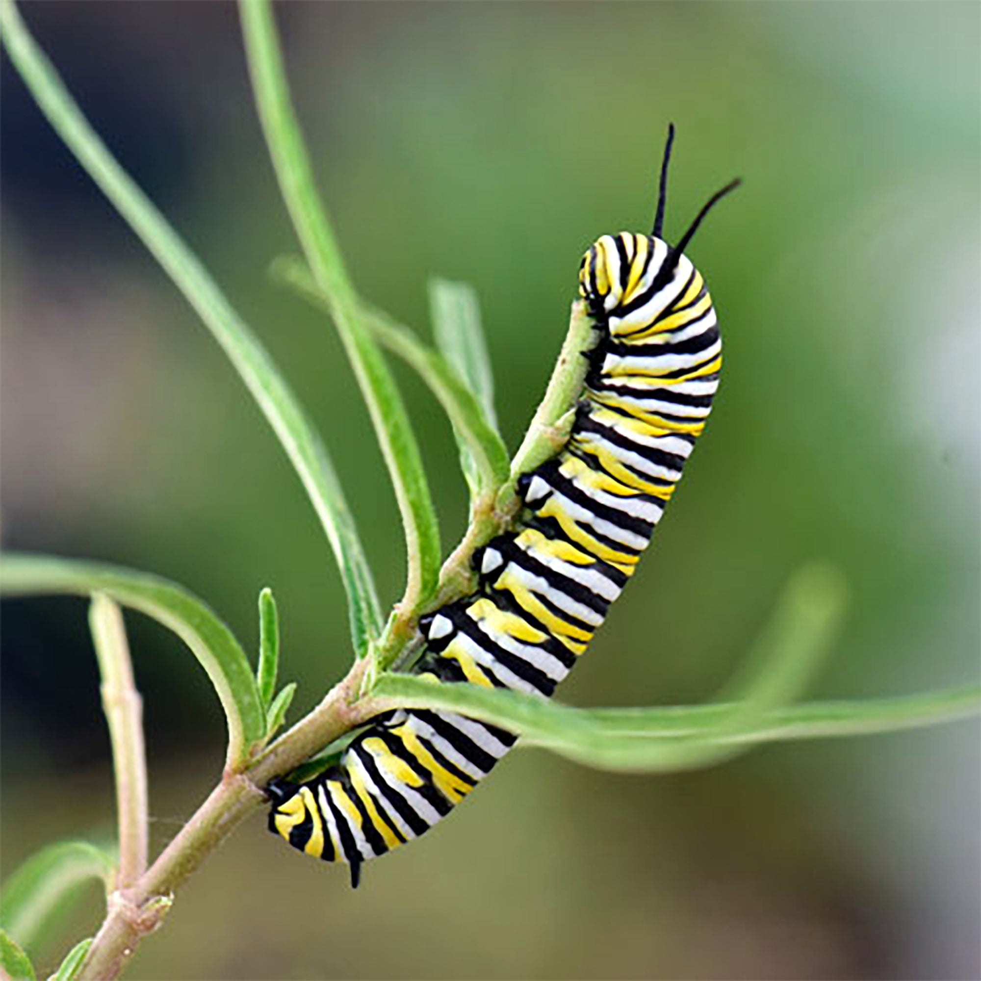 Arizona Milkweed (Asclepias angustifolia) 30 Seeds