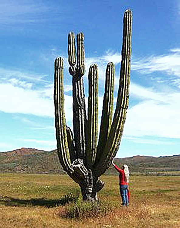 Pachycereus pringlei (Cardón Cactus)