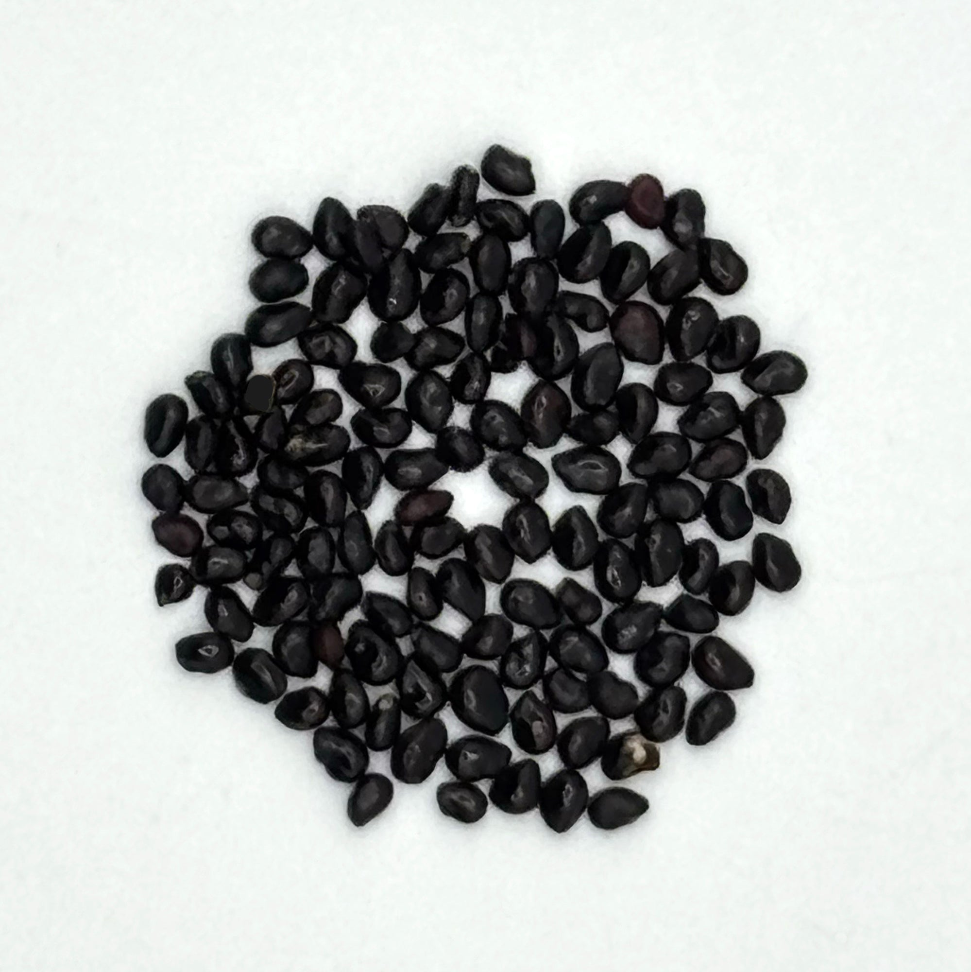 Saguaro Cactus (Carnegiea gigantea) 100 Seeds