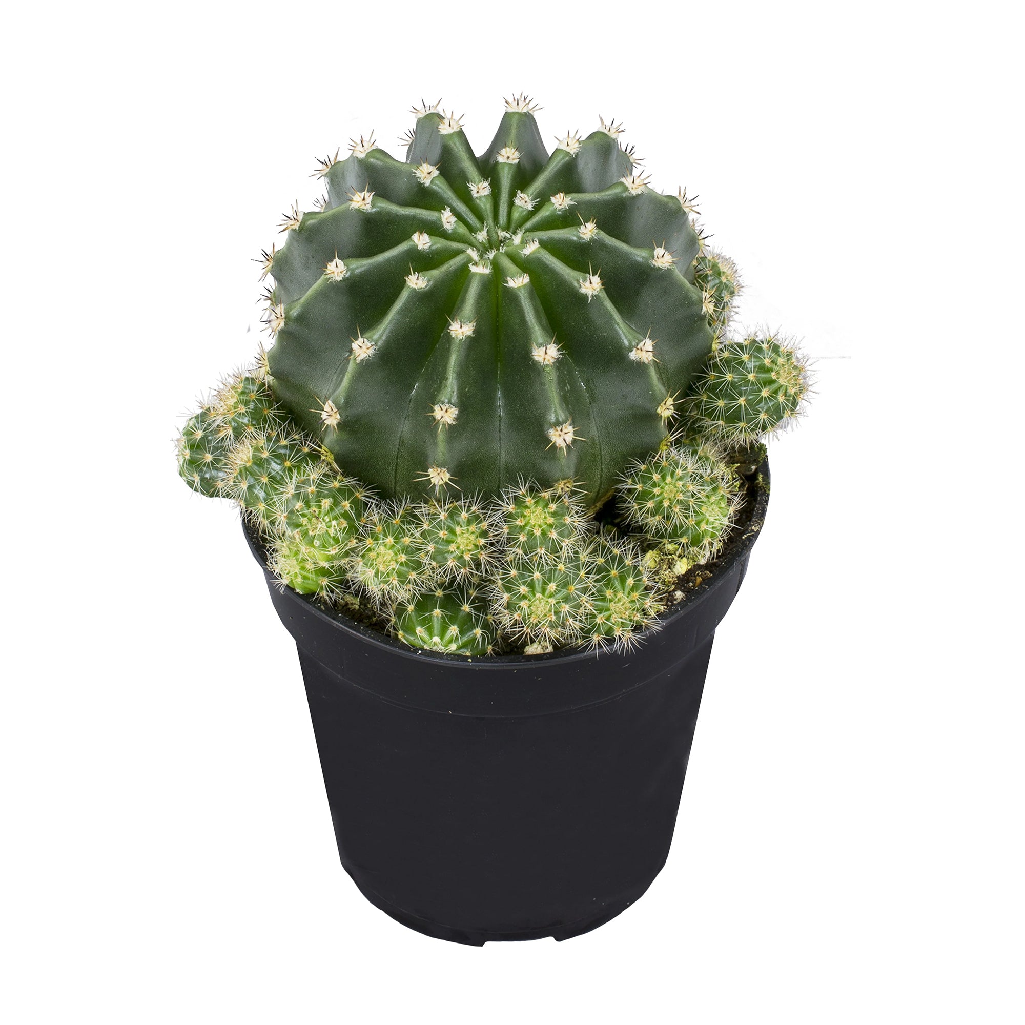 Rainbow Bursts (Echinobivia ‘Rainbow Bursts’)