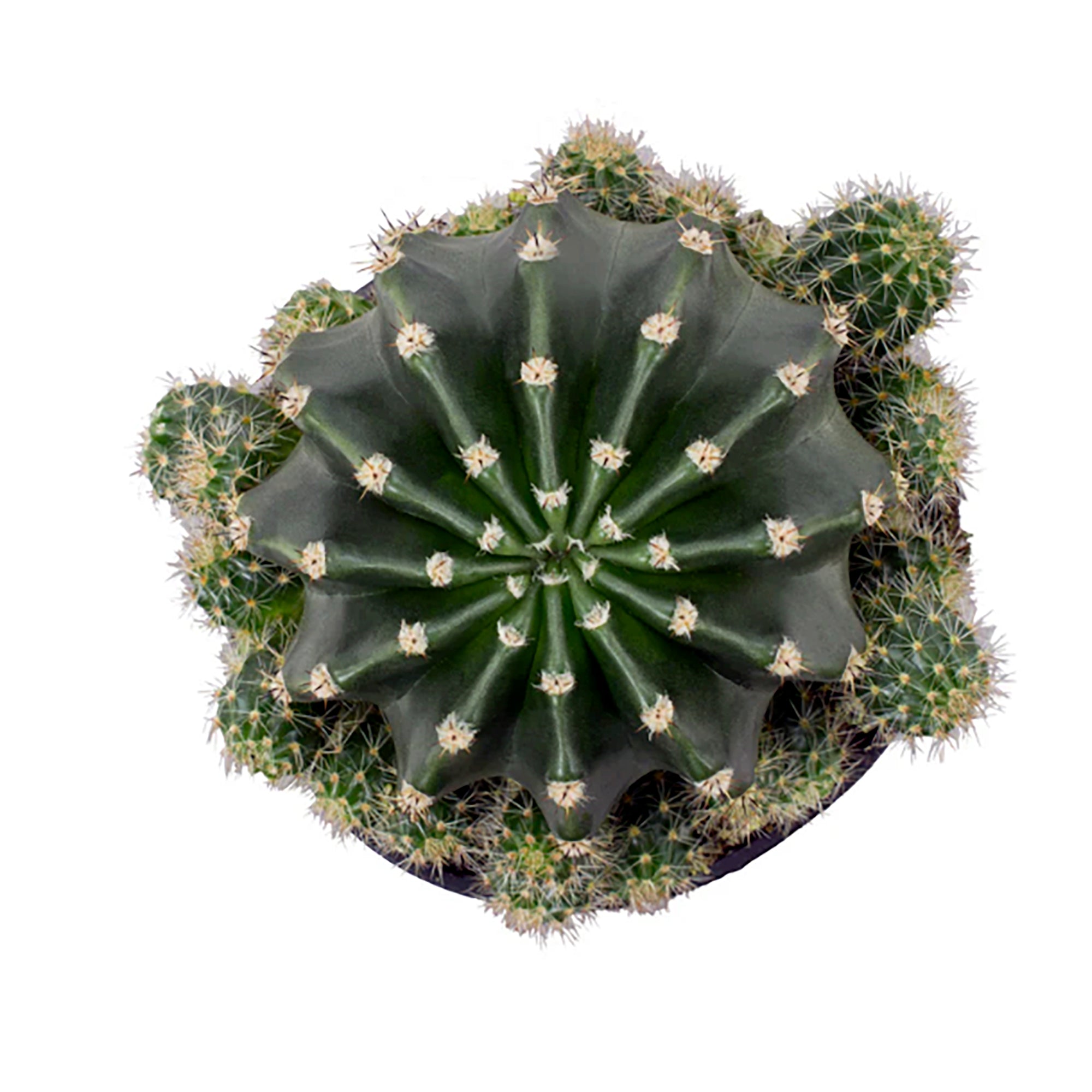 Rainbow Bursts (Echinobivia ‘Rainbow Bursts’)