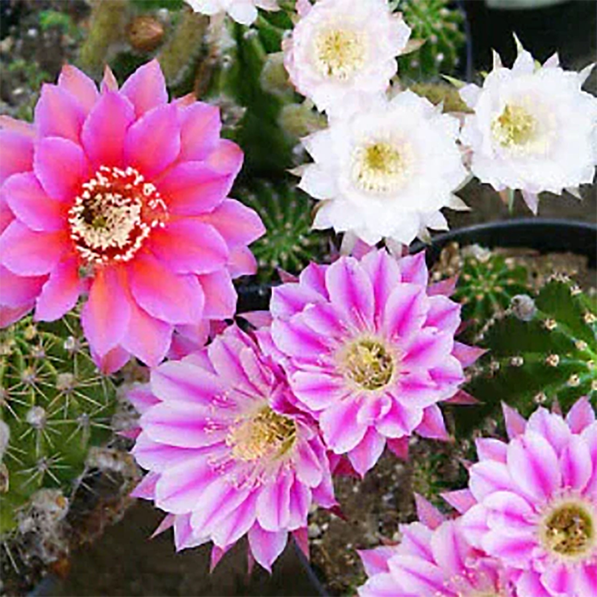 Rainbow Bursts (Echinobivia ‘Rainbow Bursts’)