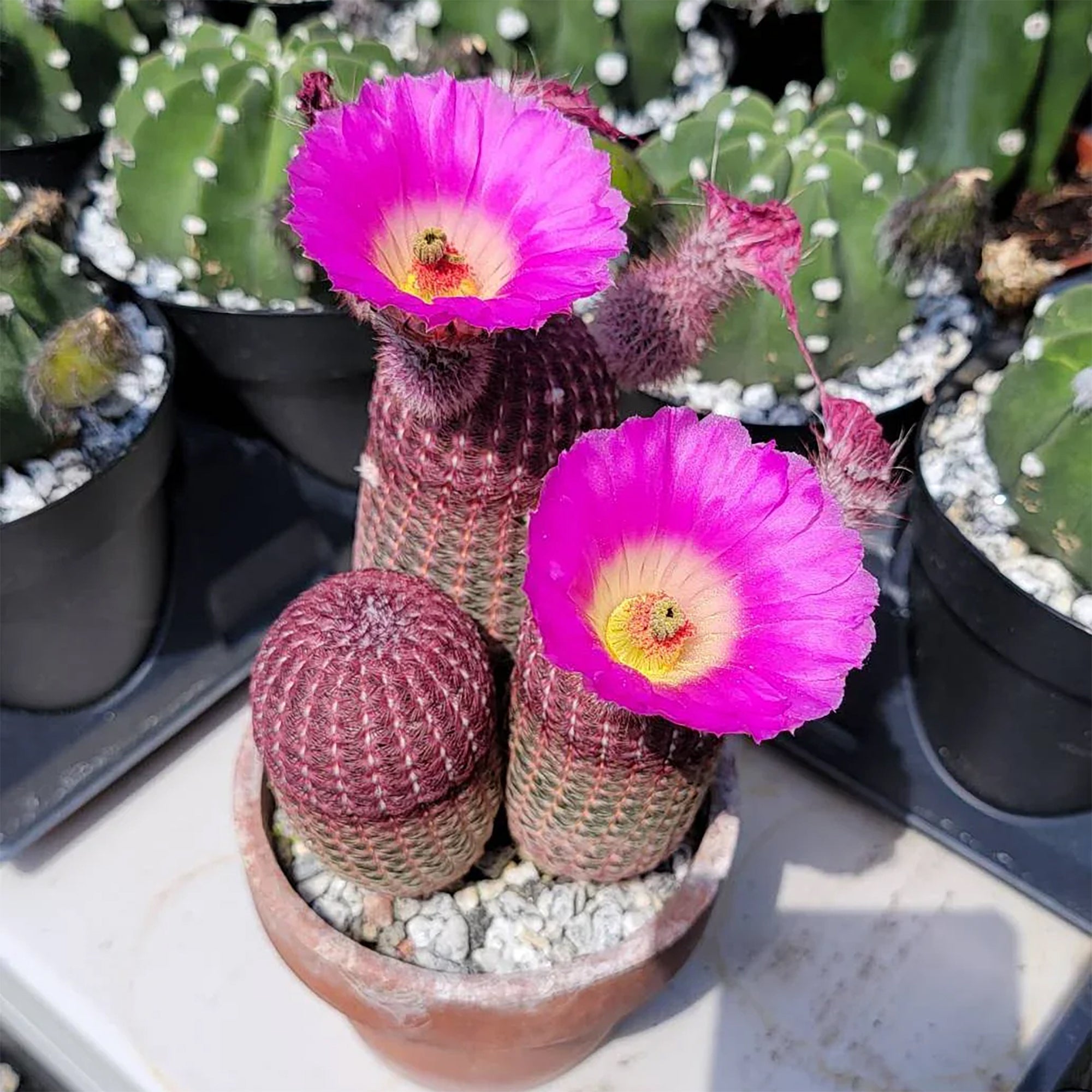 Arizona Rainbow Cactus (Echinocereus rigidissimus ‘Rubrispinus’)