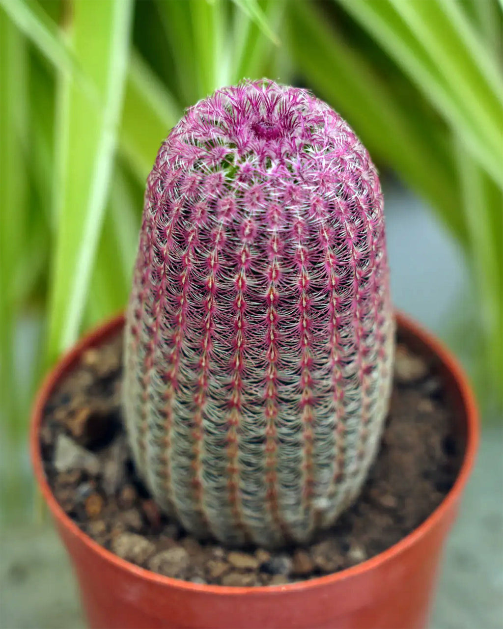 Arizona Rainbow Cactus (Echinocereus rigidissimus ‘Rubrispinus’)