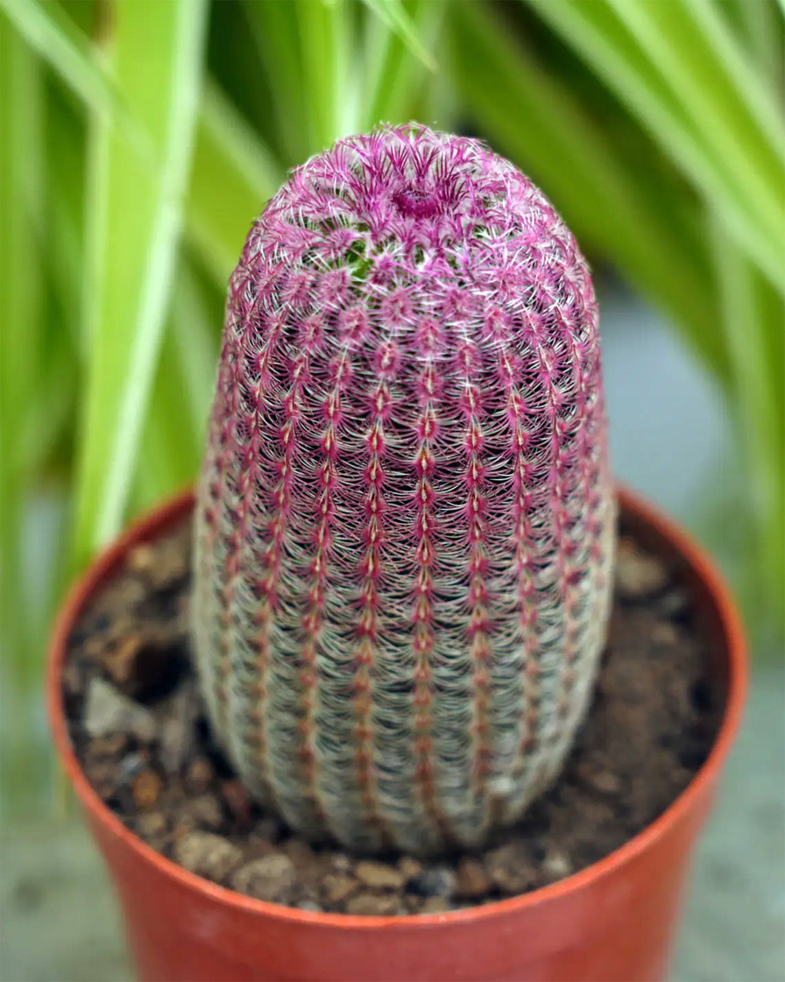 Arizona Rainbow Cactus (Echinocereus rigidissimus ‘Rubrispinus’)