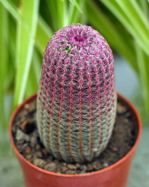 Arizona Rainbow Cactus (Echinocereus rigidissimus ‘Rubrispinus’)