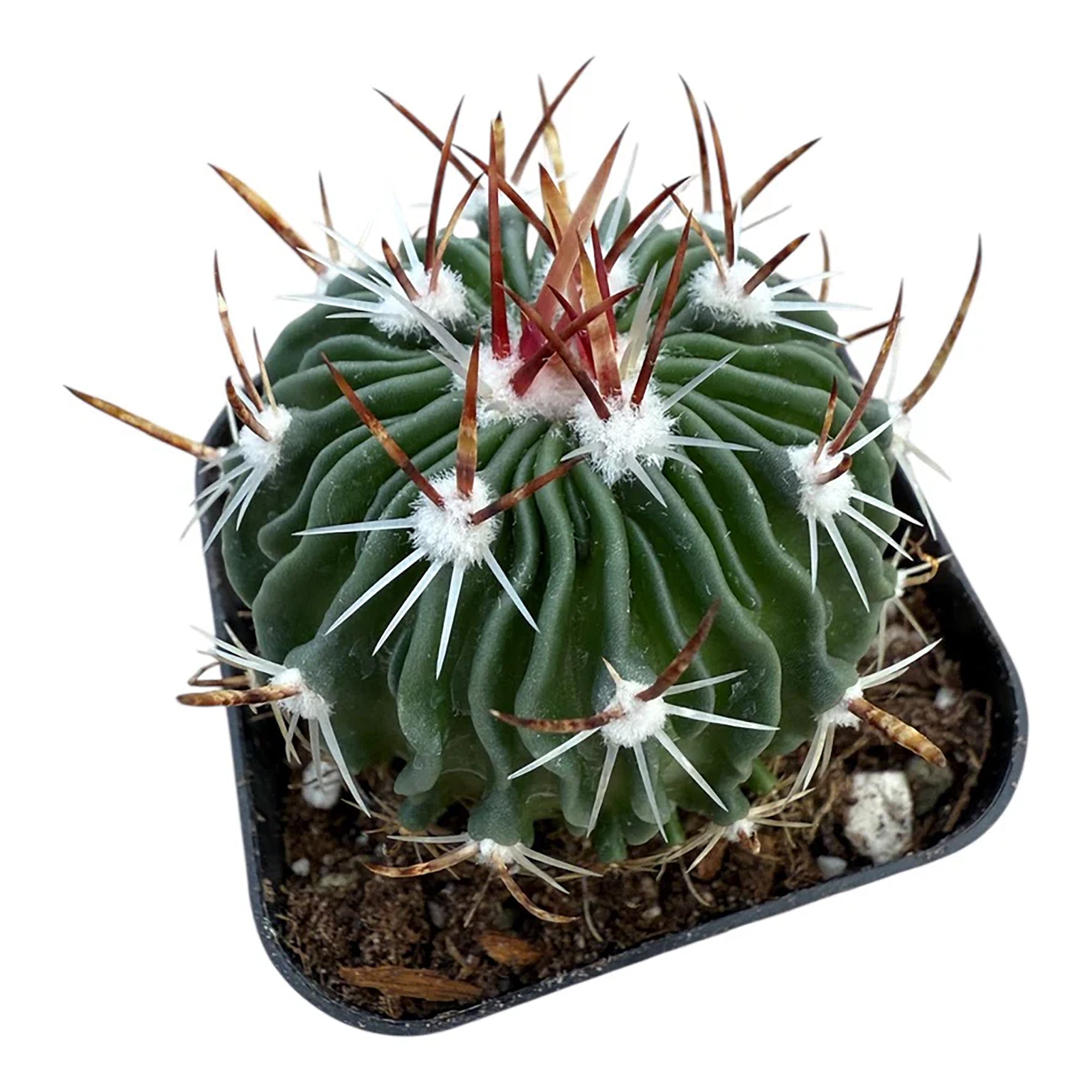 Brain Cactus (Echinofossulocactus crispatus)