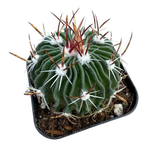 Brain Cactus (Echinofossulocactus crispatus)