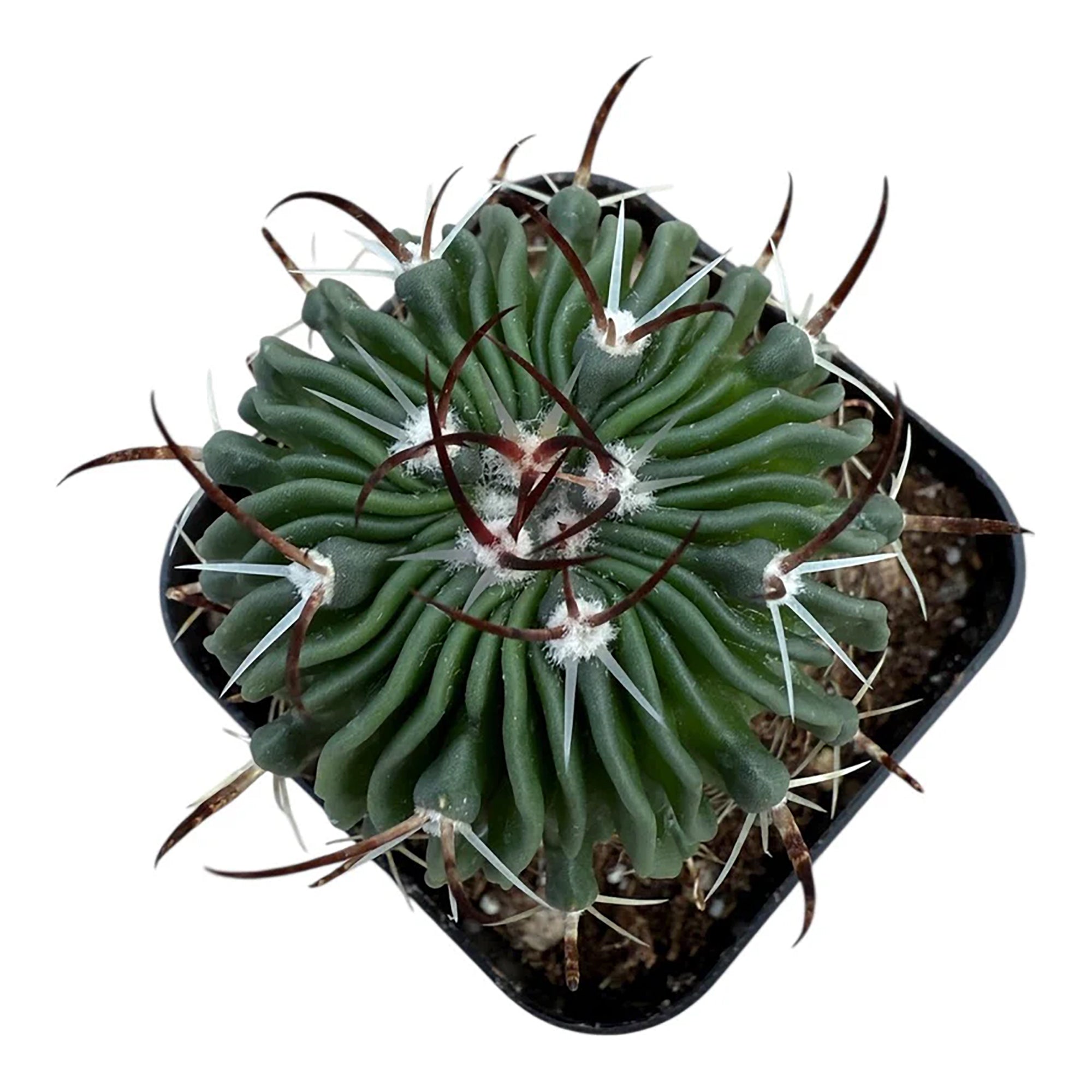 Brain Cactus (Echinofossulocactus crispatus)