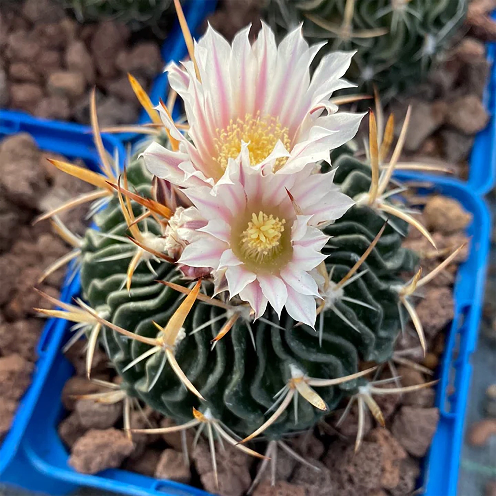 Brain Cactus (Echinofossulocactus crispatus)