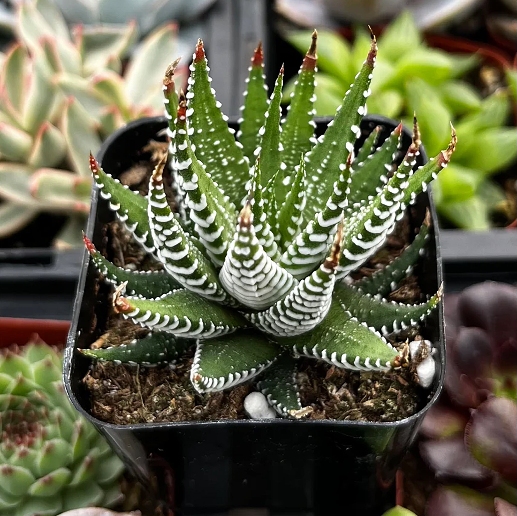 Zebra Plant (Haworthia attenuata)