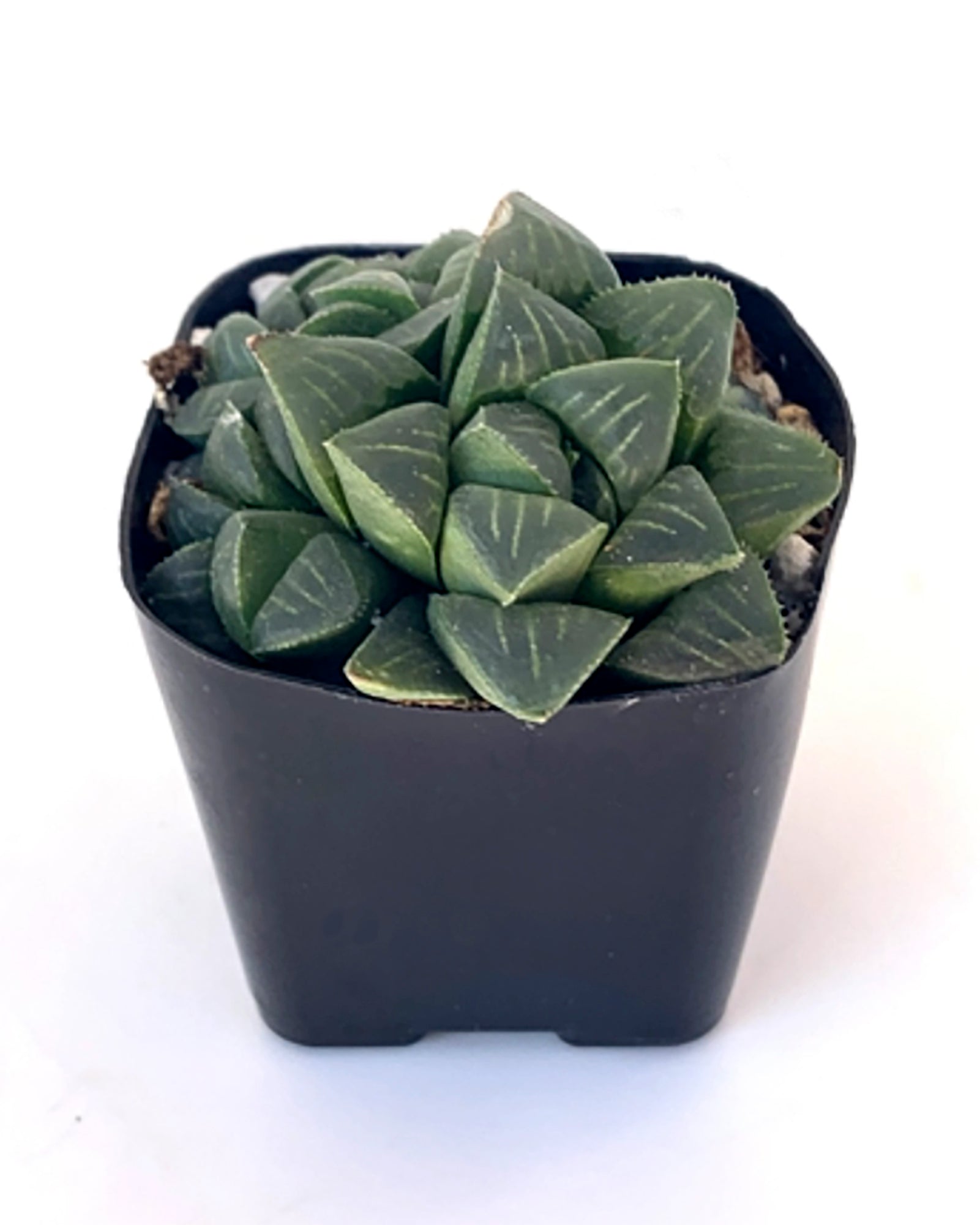 White Line Haworthia (Haworthia mutica 'White Line')