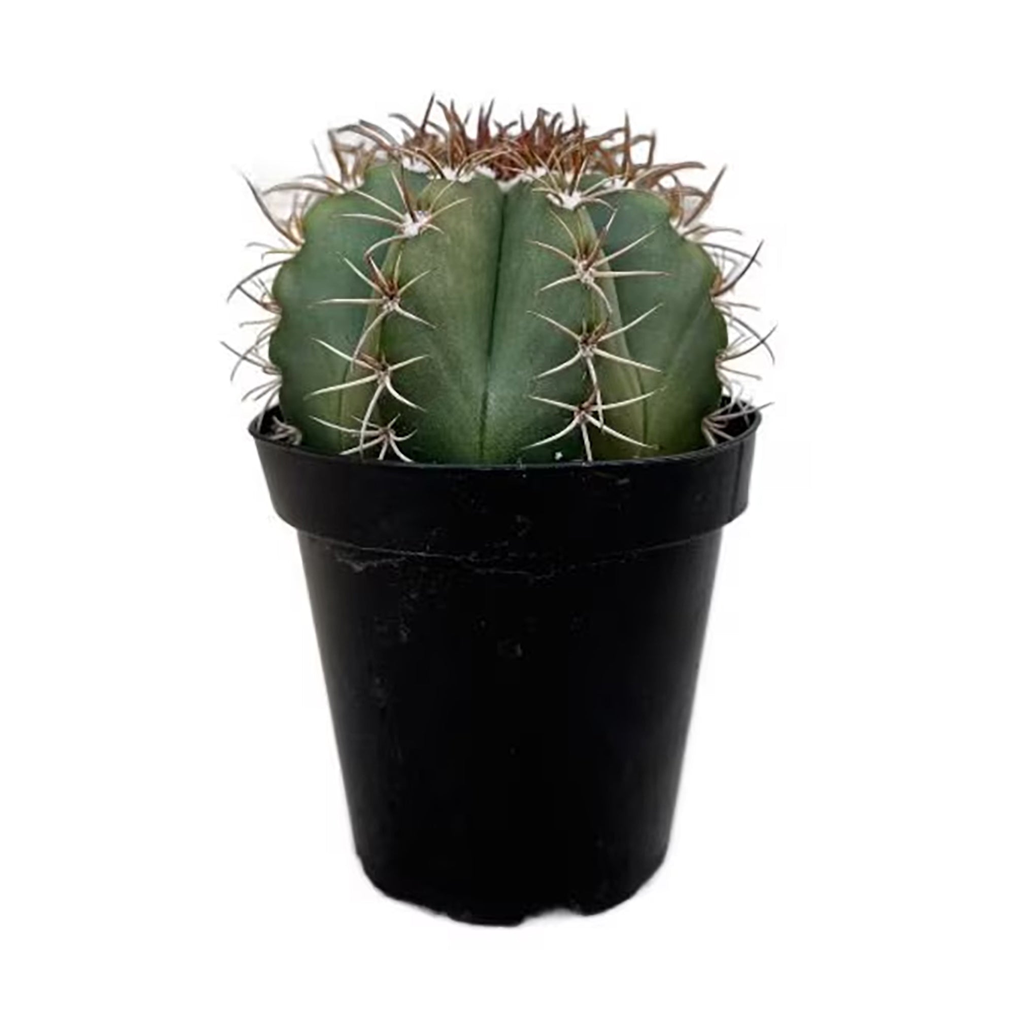 Turk's Cap Cactus (Melocactus conoideus)