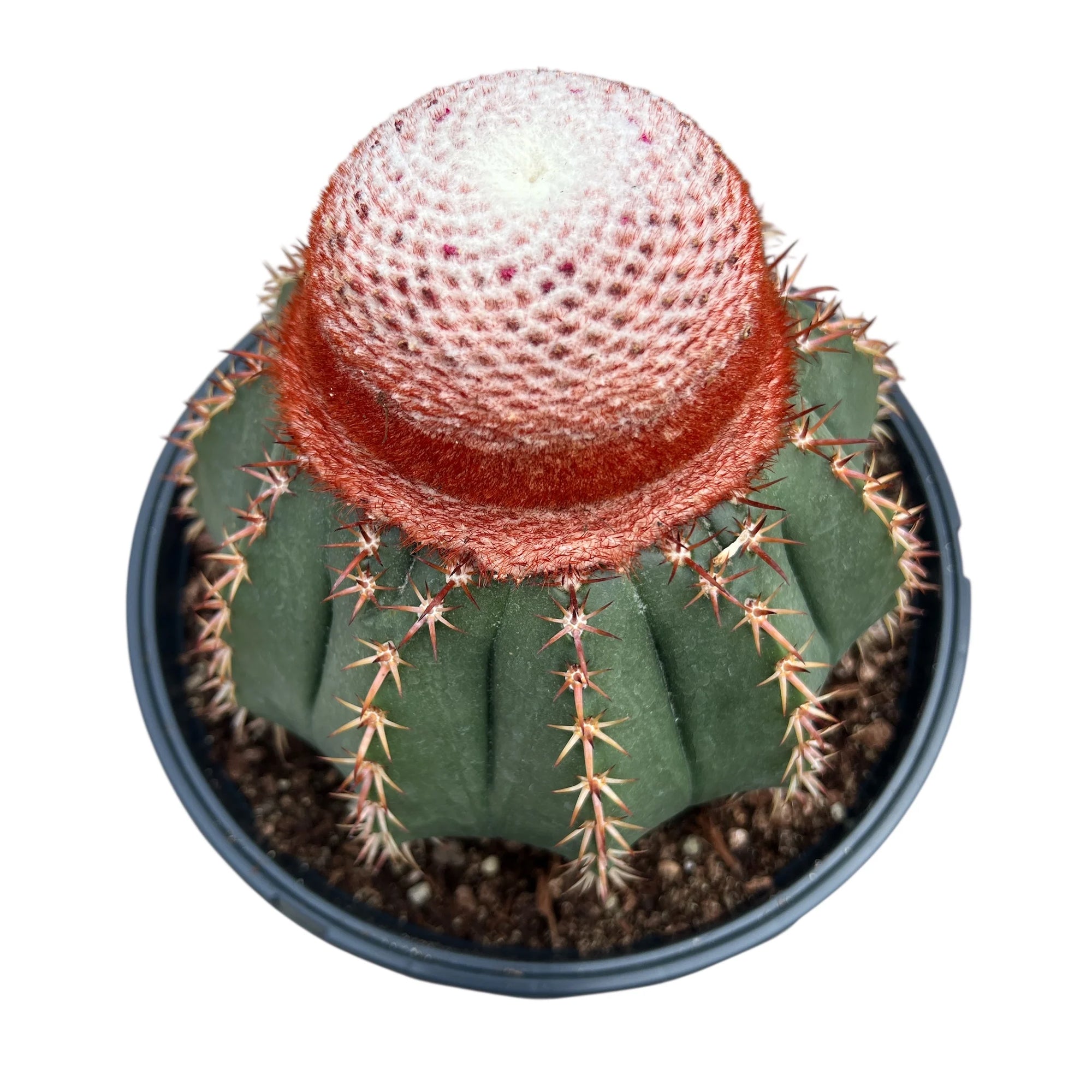 Turk's Cap Cactus (Melocactus conoideus)