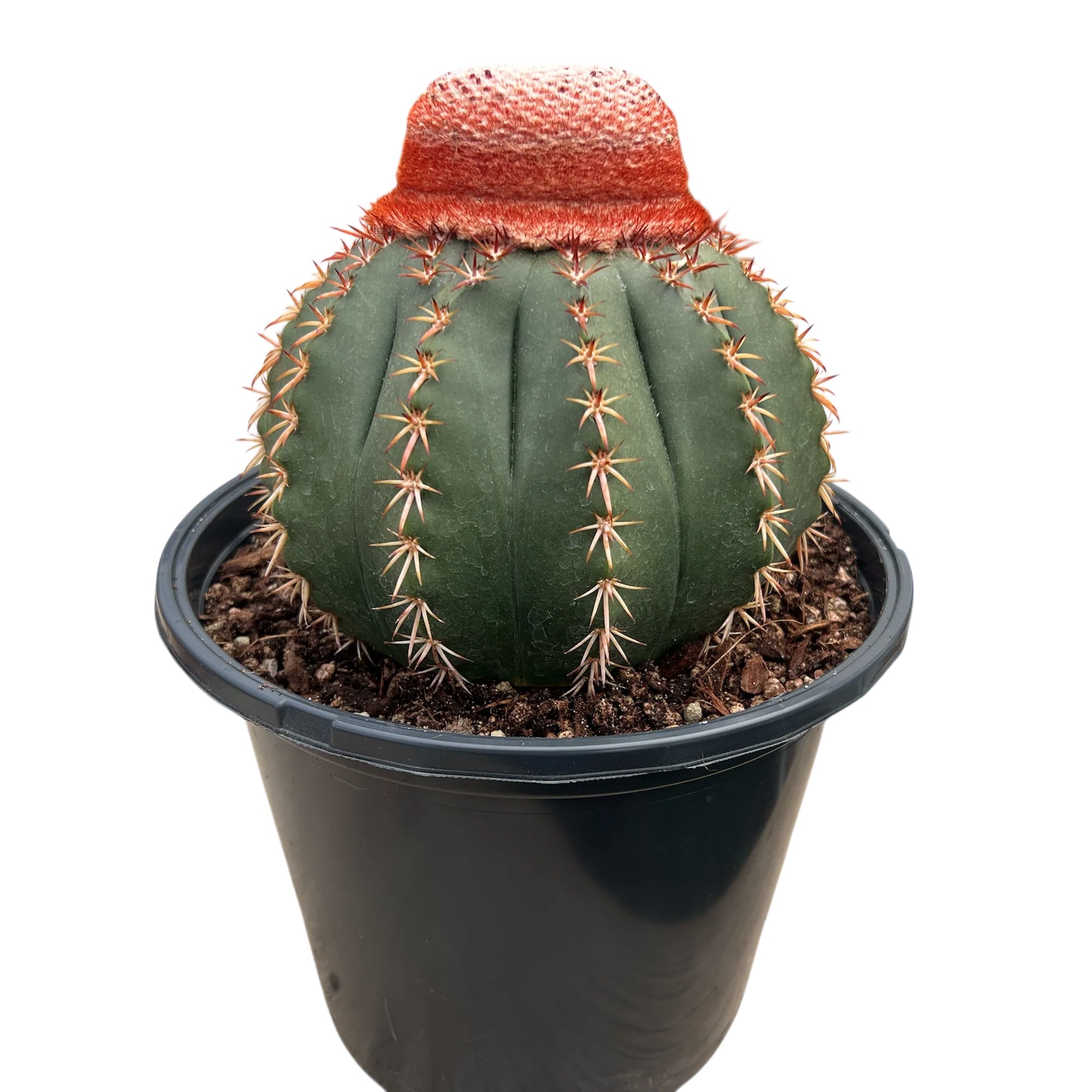 Turk's Cap Cactus (Melocactus conoideus)