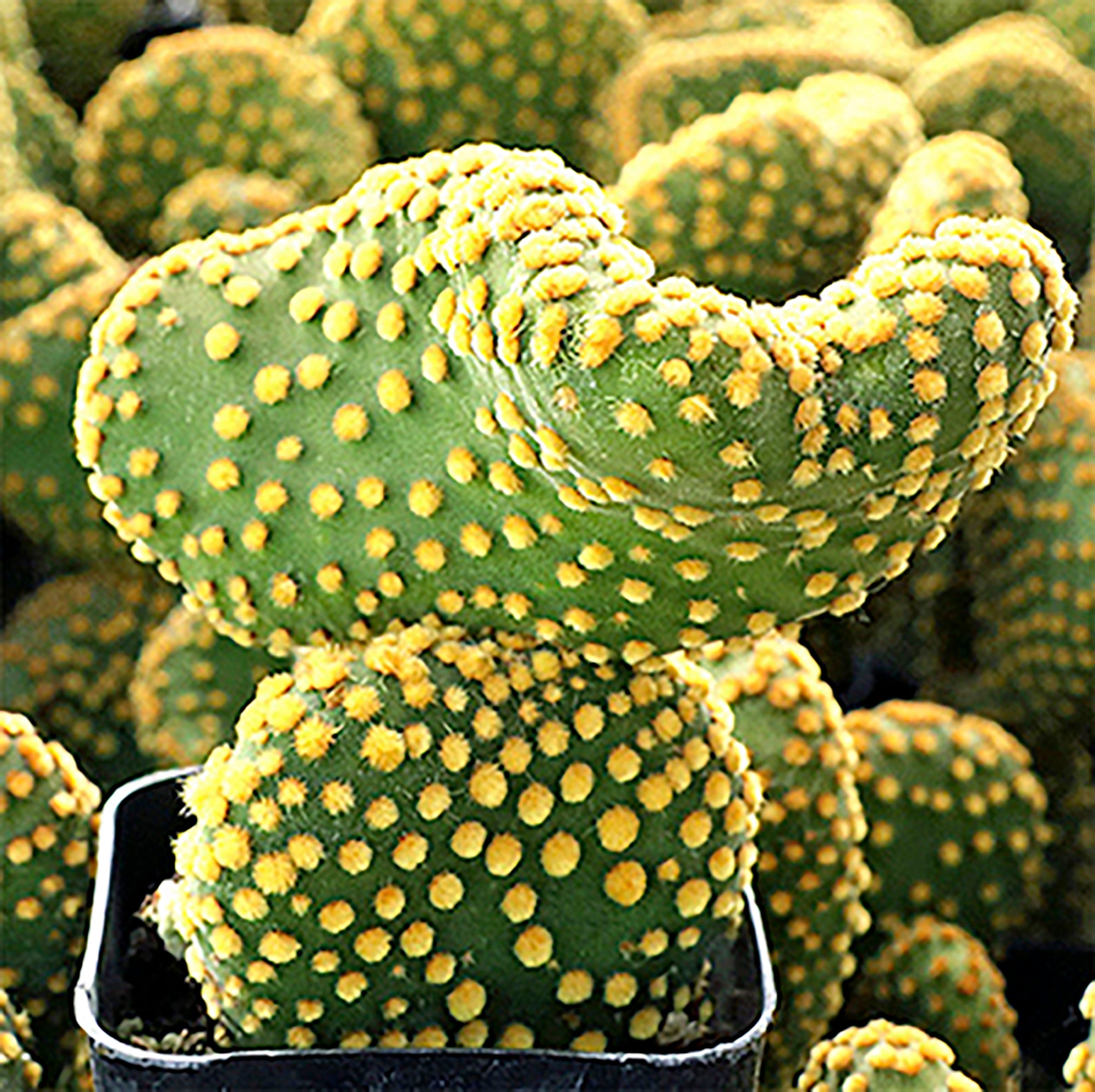 Monstrose Bunny Ear Cactus (Opuntia microdasys f. monstrosa)