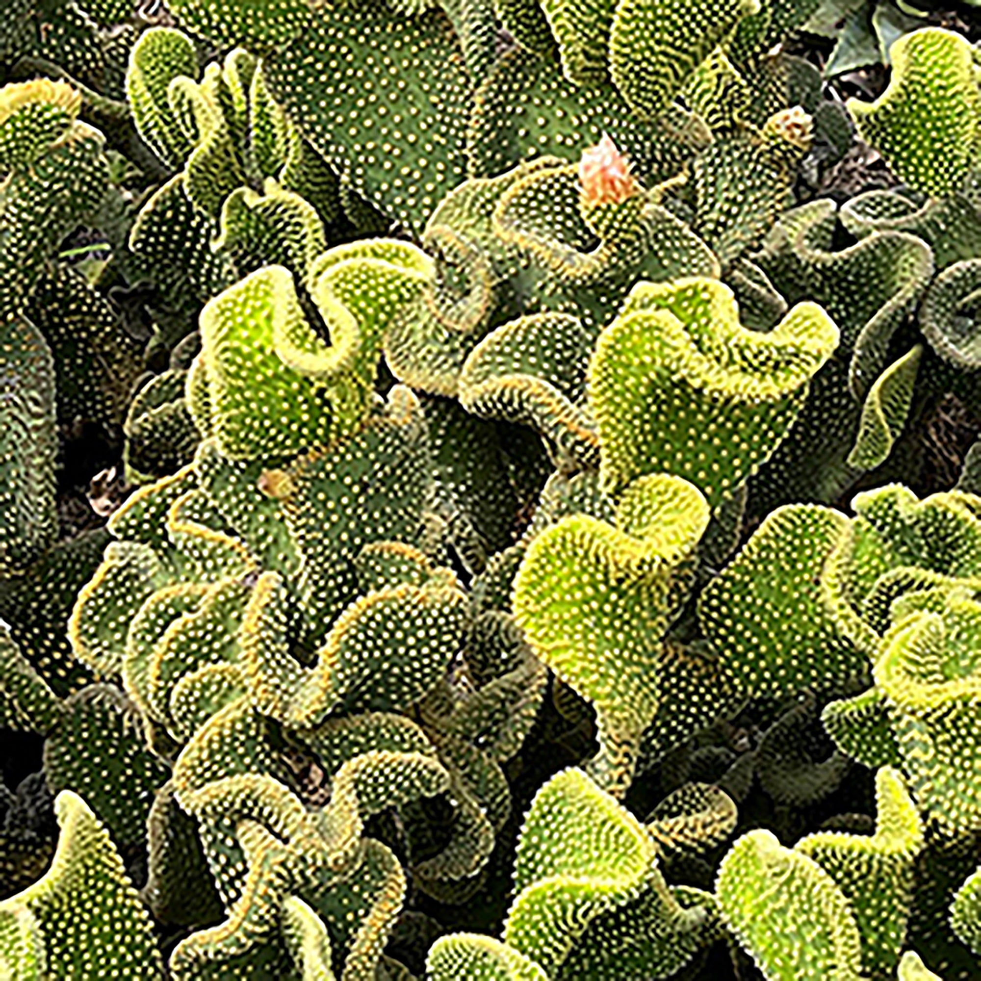 Monstrose Bunny Ear Cactus (Opuntia microdasys f. monstrosa)