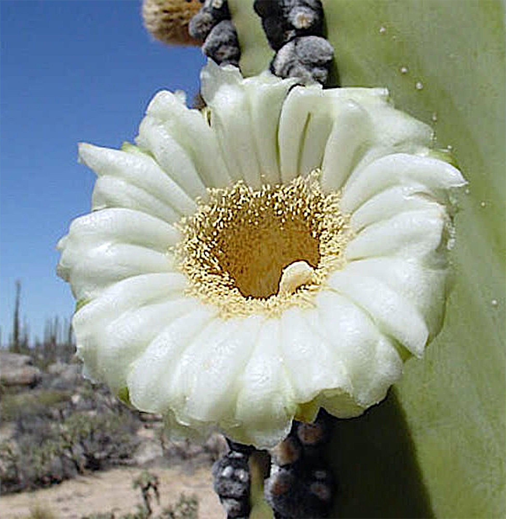 Pachycereus pringlei (Cardón Cactus)