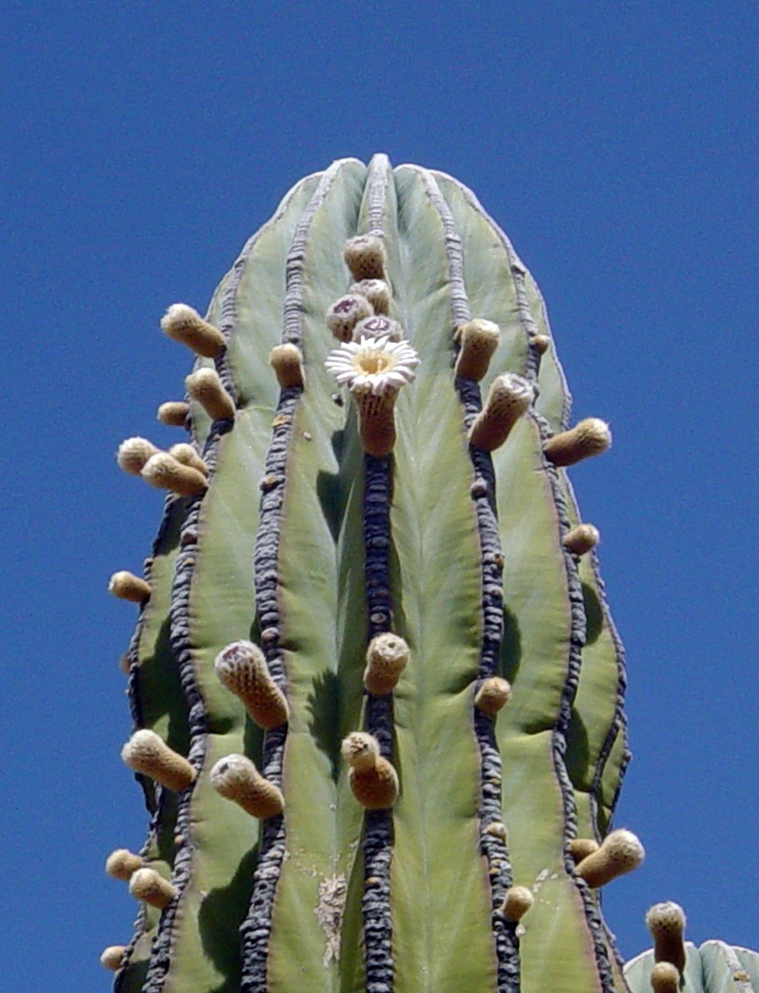 Pachycereus pringlei (Cardón Cactus)