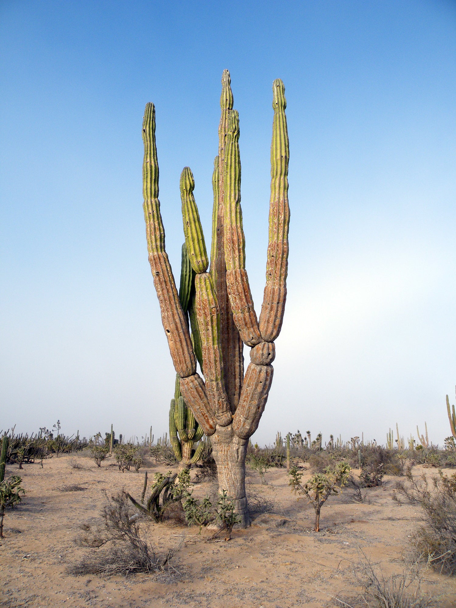 Pachycereus pringlei (Cardón Cactus)