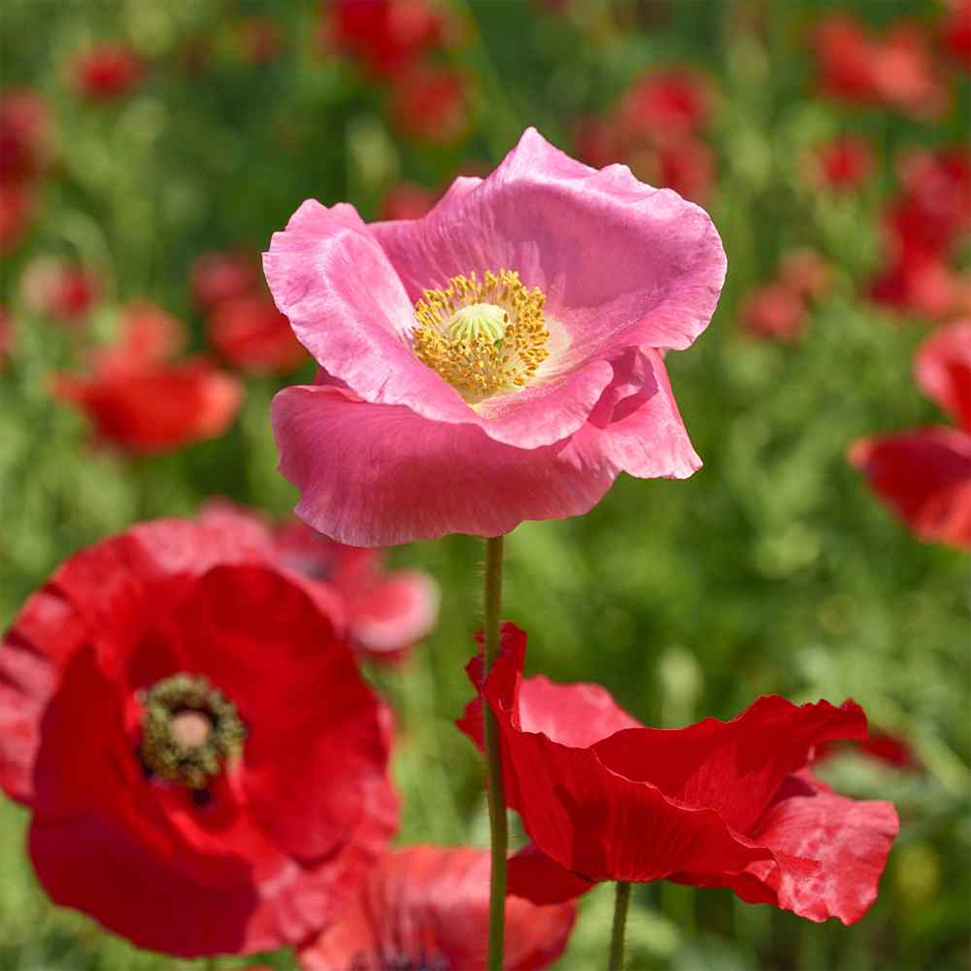Shirley Poppy (Papaver rhoeas) 1,000 Seeds