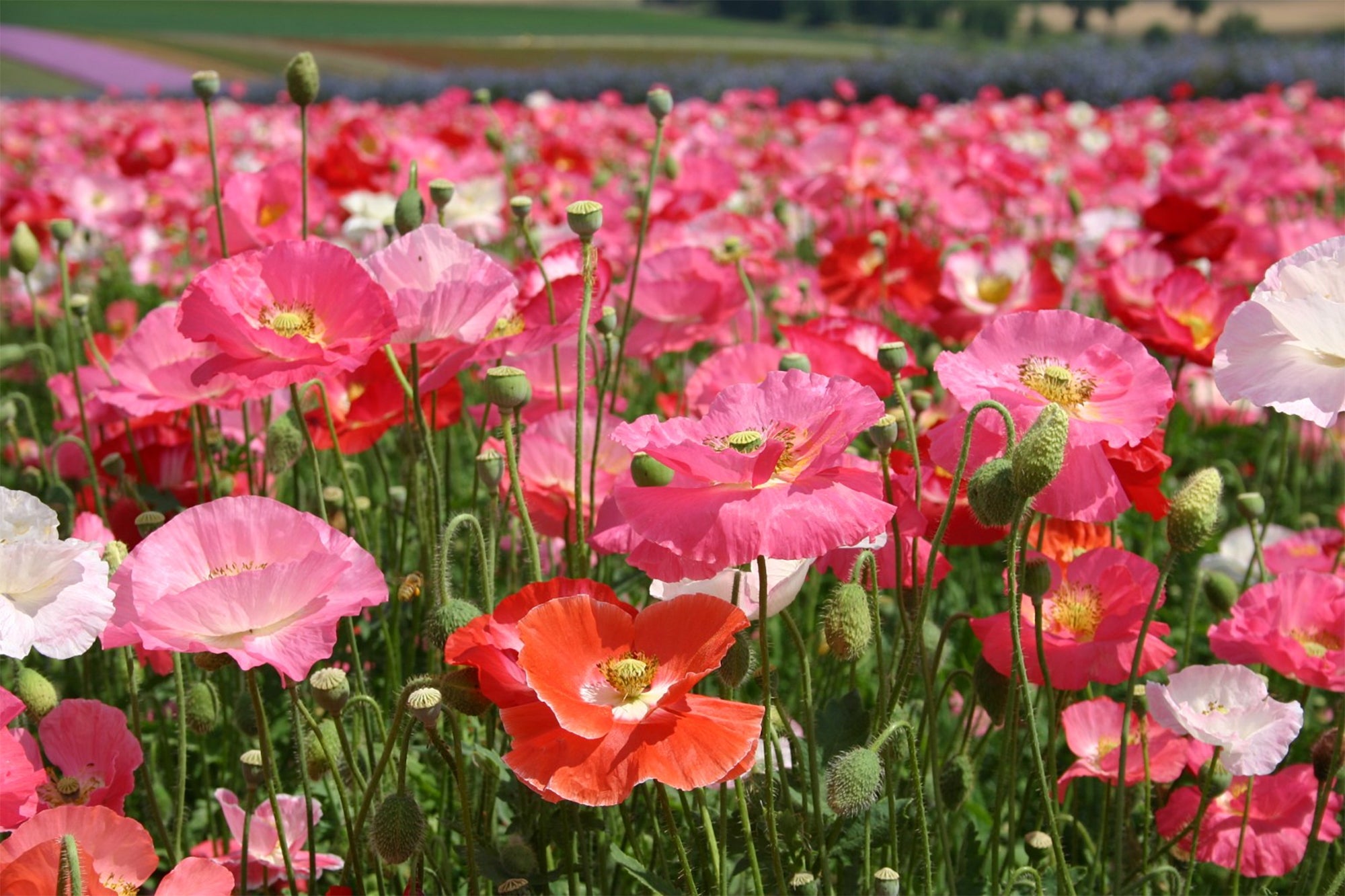 Shirley Poppy (Papaver rhoeas) 1,000 Seeds