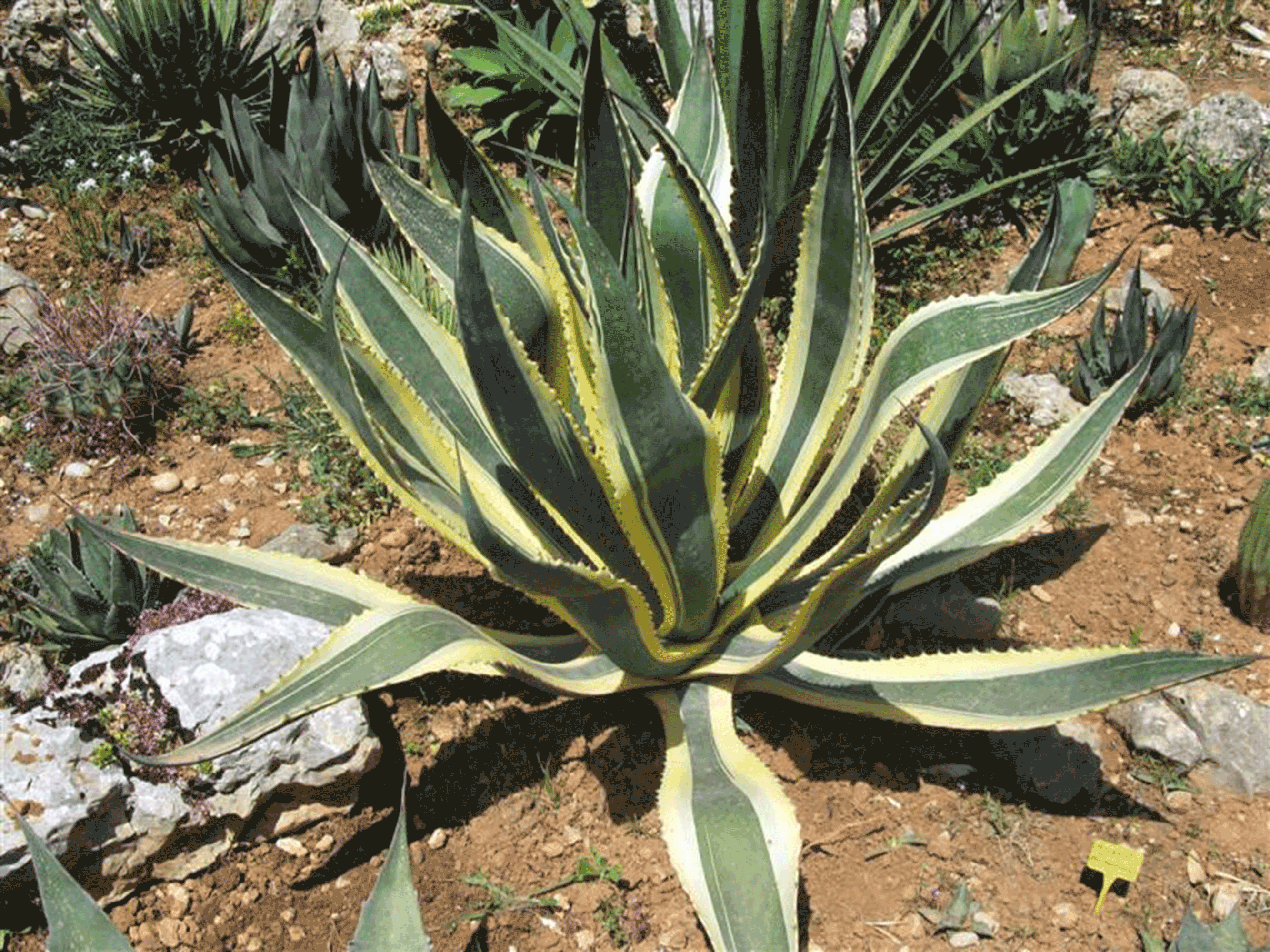 Variegated Century Plant (Agave americana ‘Variegata’)