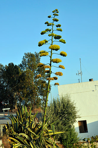 Variegated Century Plant (Agave americana ‘Variegata’)