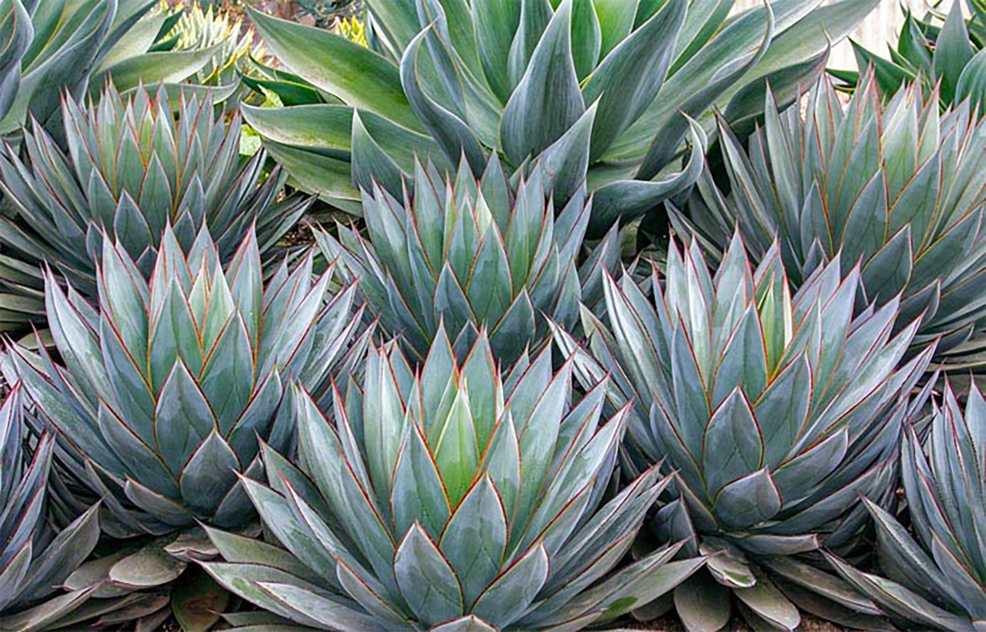Blue Glow Agave (Agave 'Blue Glow')