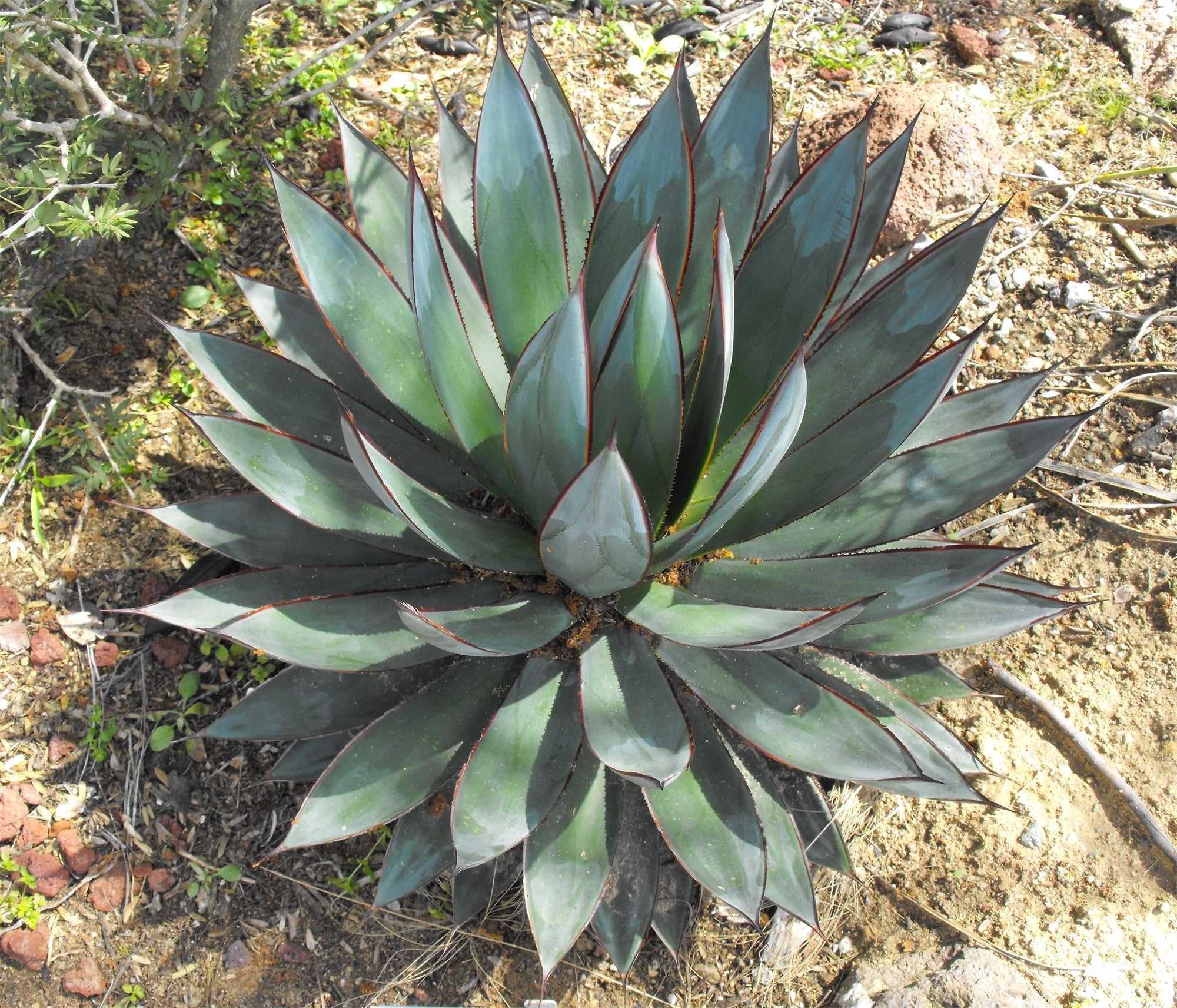 Blue Glow Agave (Agave 'Blue Glow')