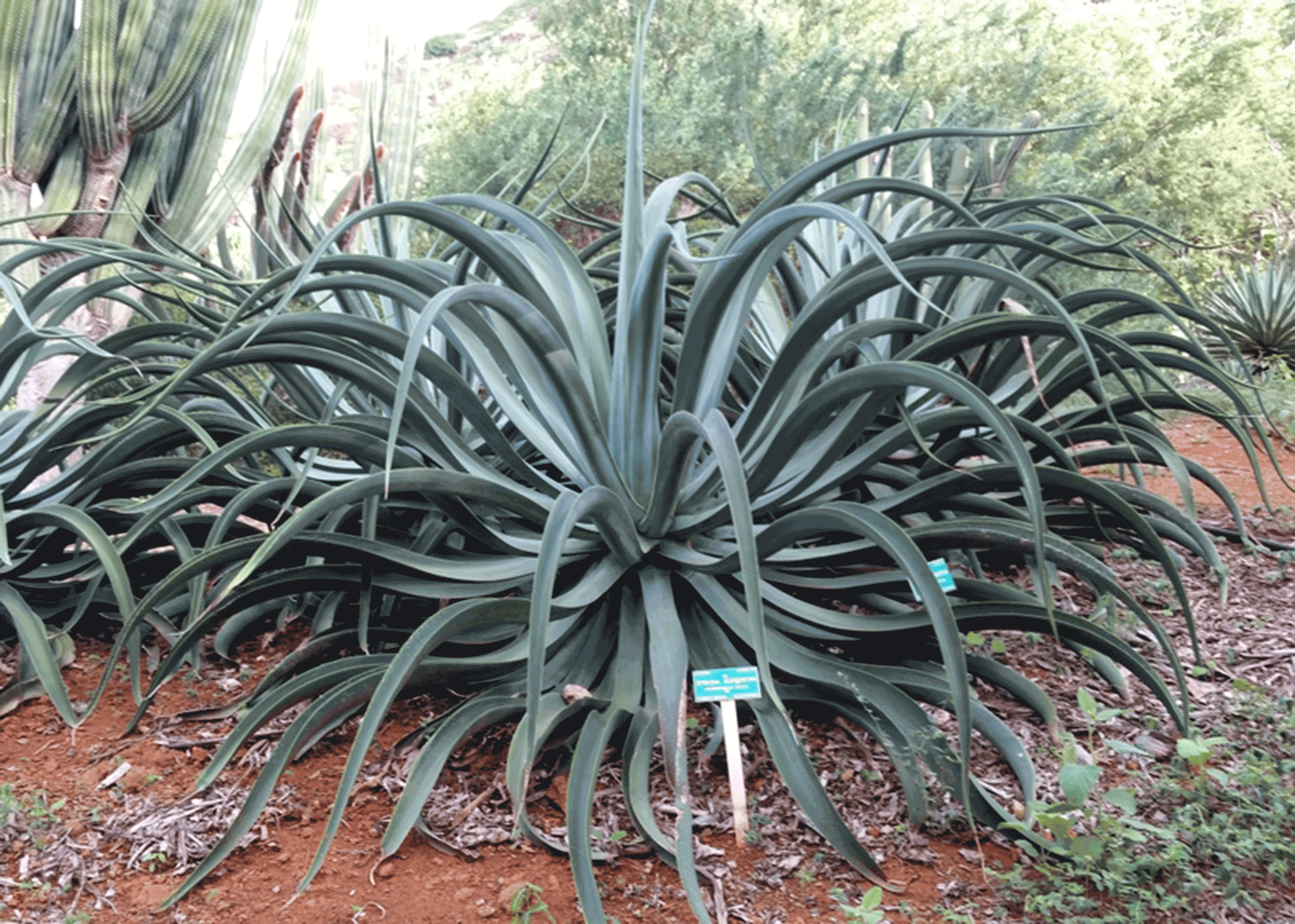 Octopus Agave (Agave vilmoriniana)