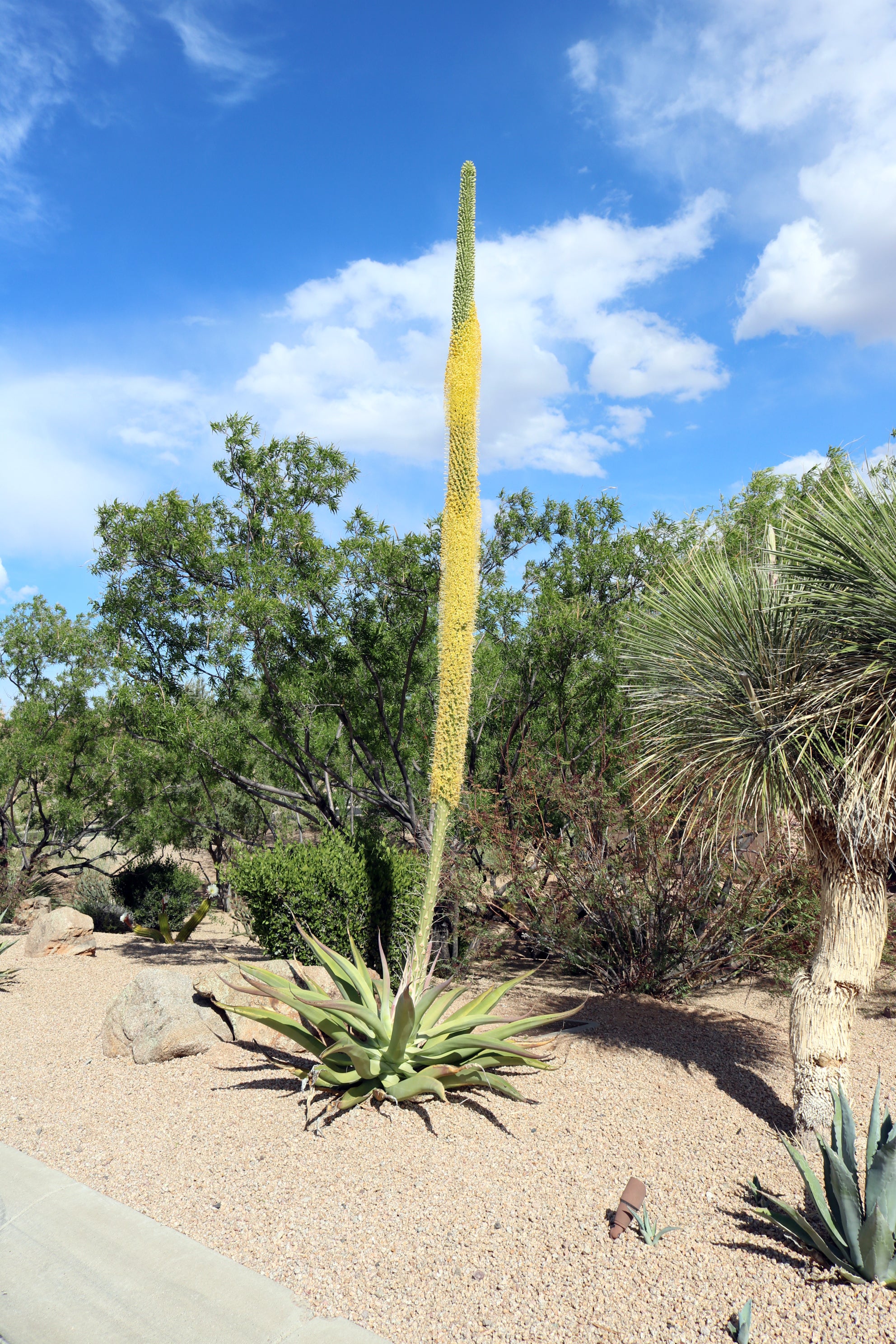 Octopus Agave (Agave vilmoriniana)