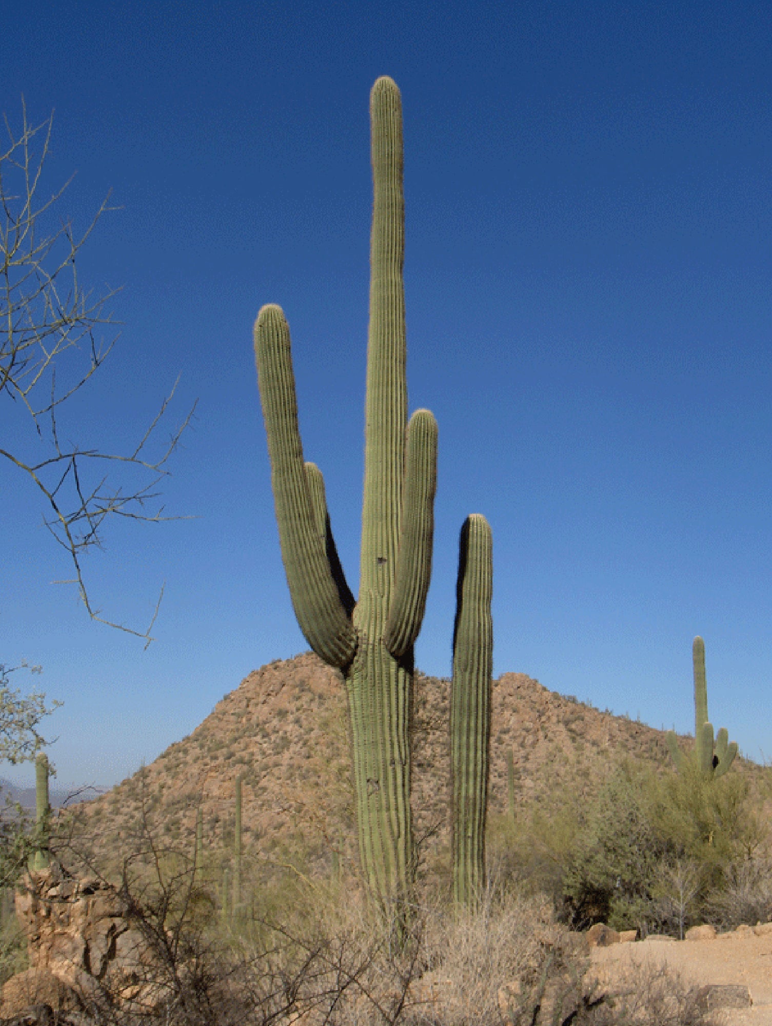 Carnegiea gigantea (Saguaro Cactus)