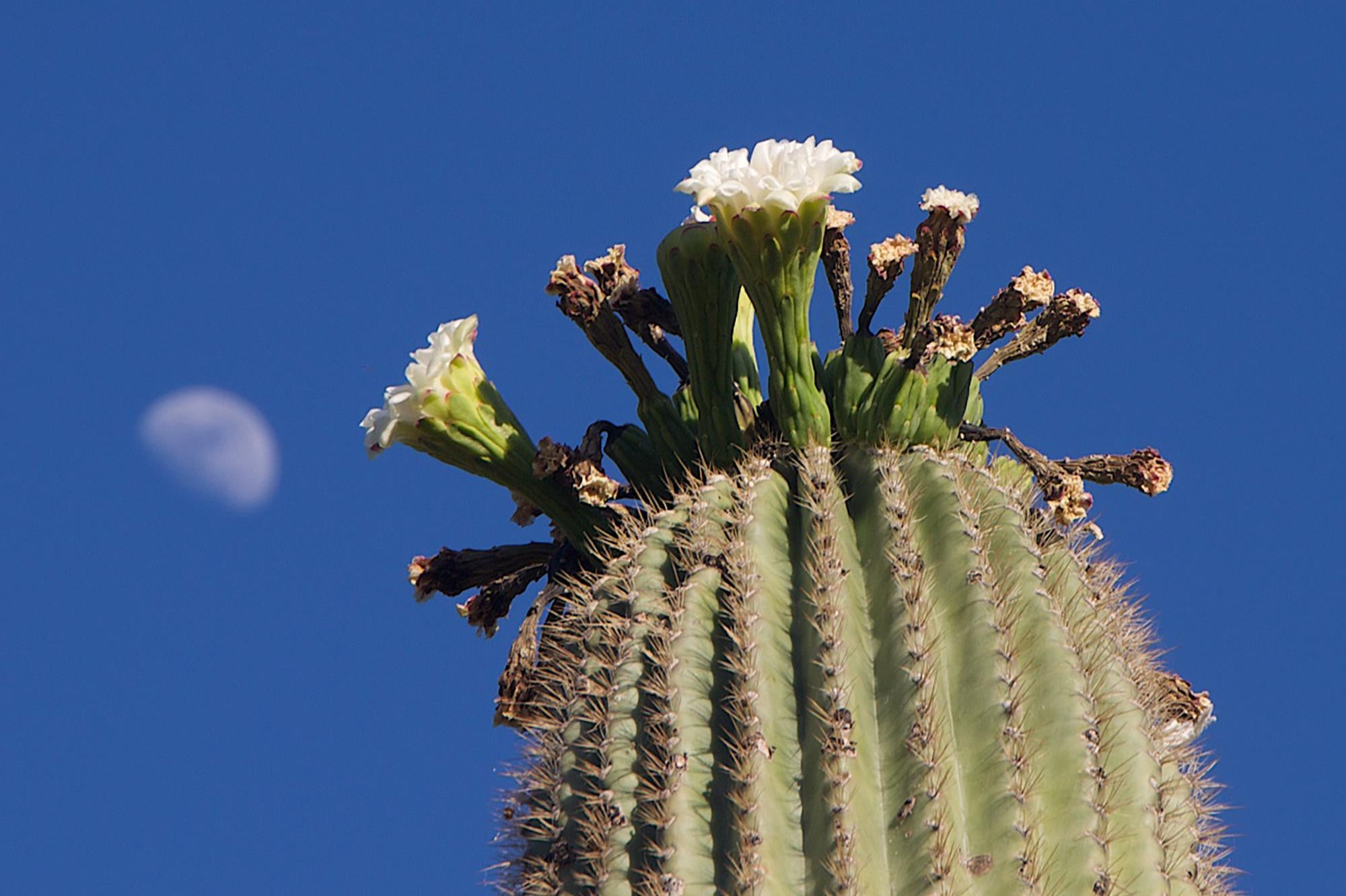 Carnegiea gigantea (Saguaro Cactus)