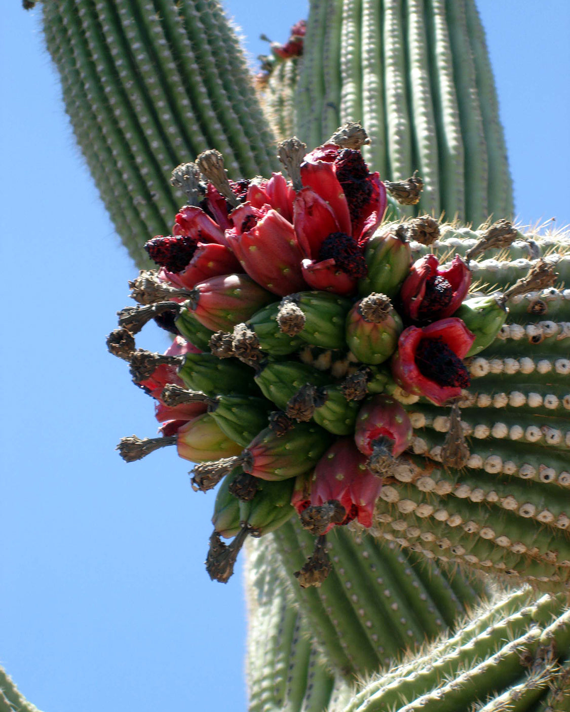 Carnegiea gigantea (Saguaro Cactus)