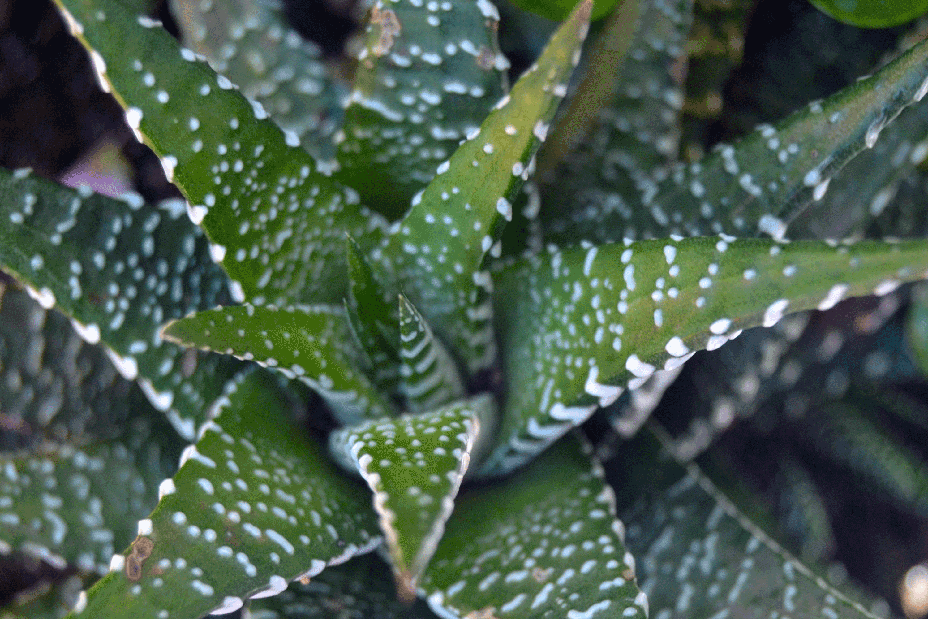 Zebra Plant (Haworthia attenuata)