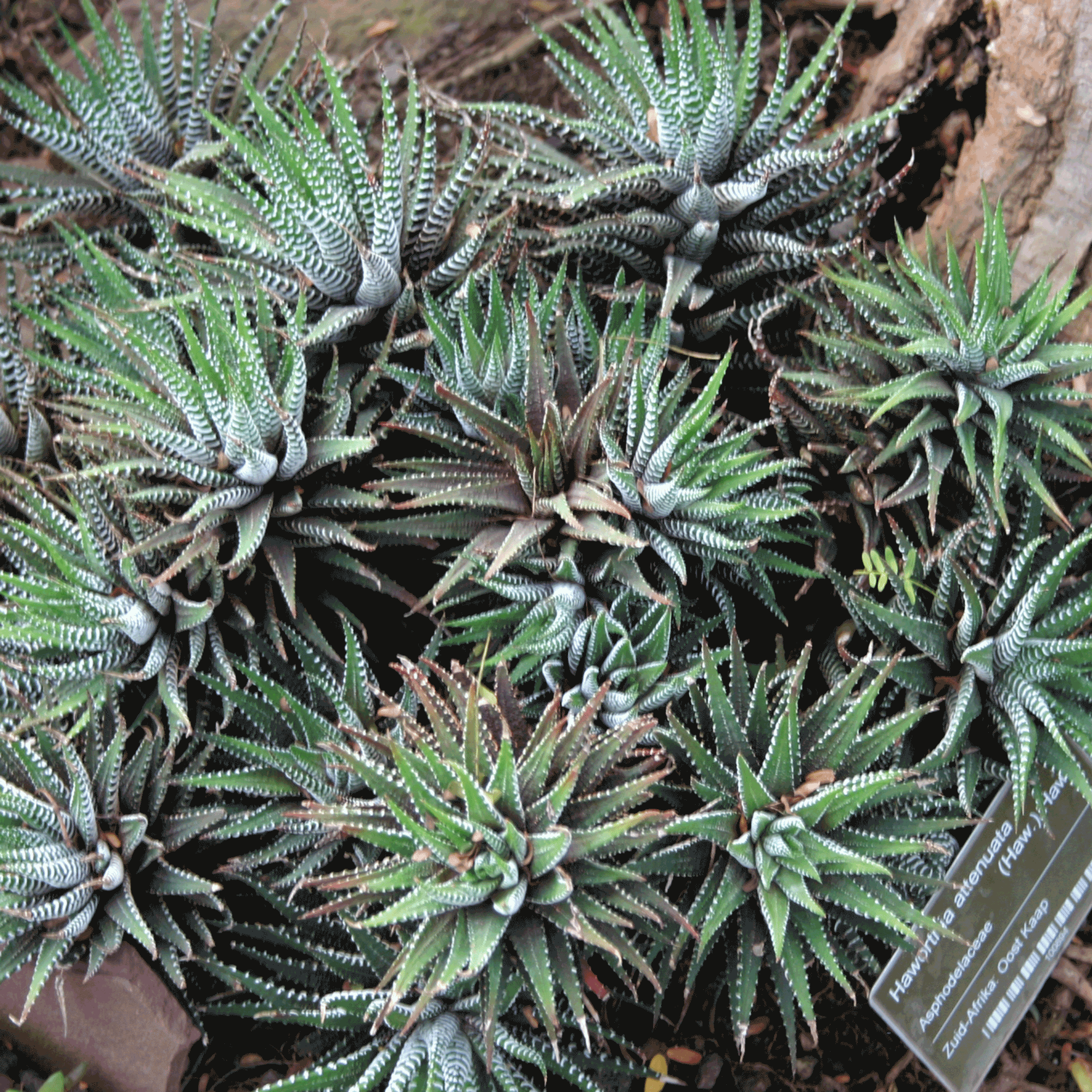 Zebra Plant (Haworthia attenuata)