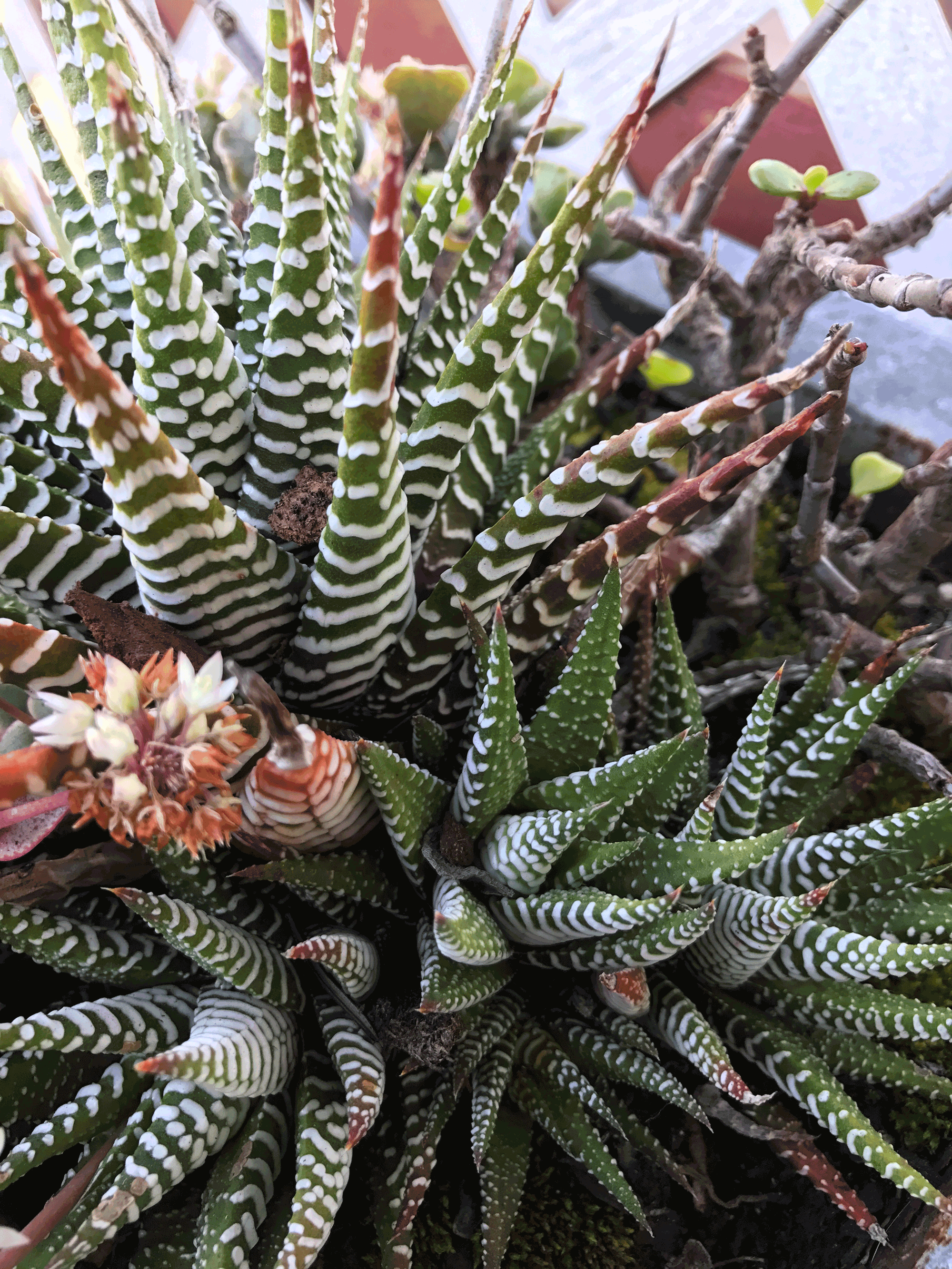 Zebra Plant (Haworthia attenuata)