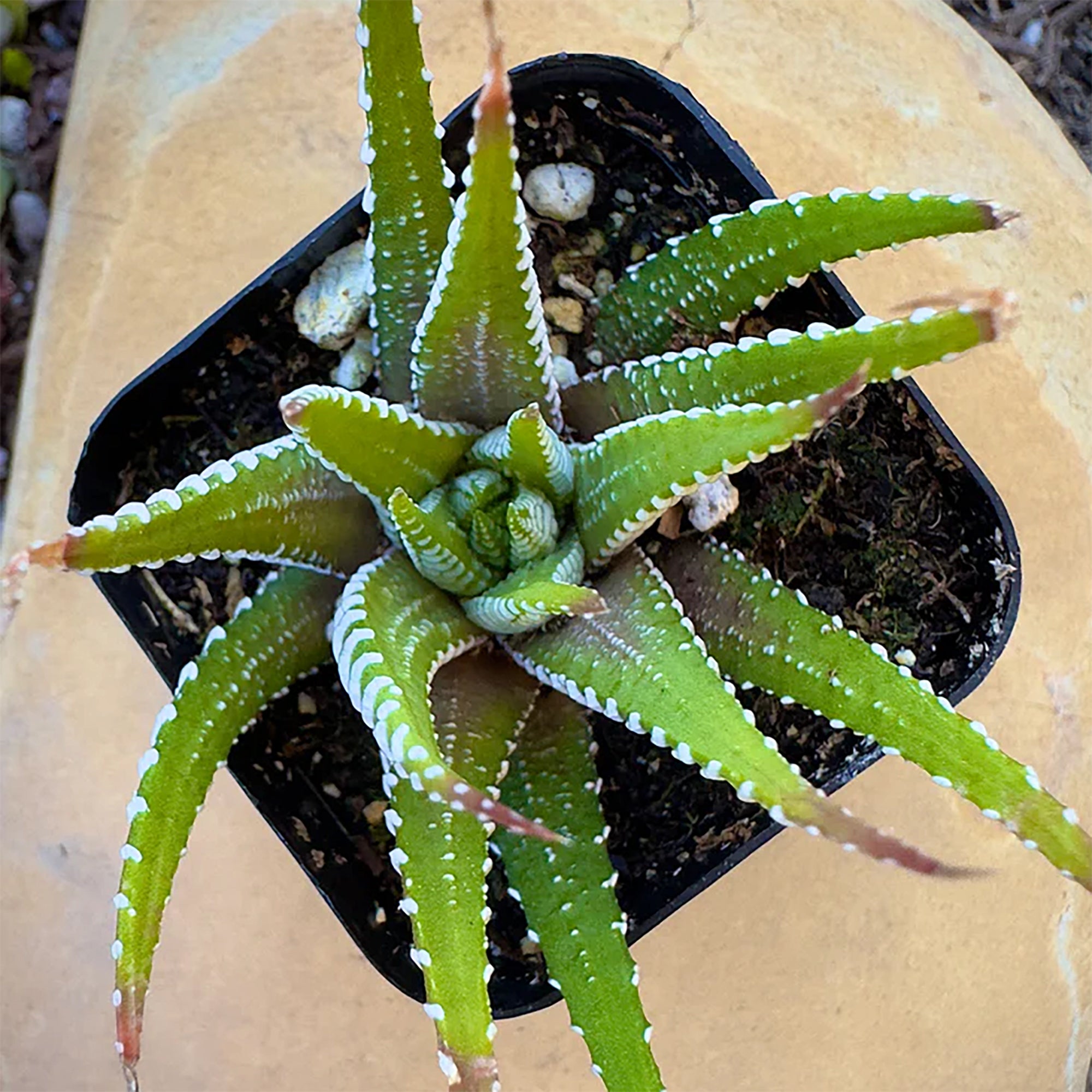 Zebra Plant (Haworthia attenuata)