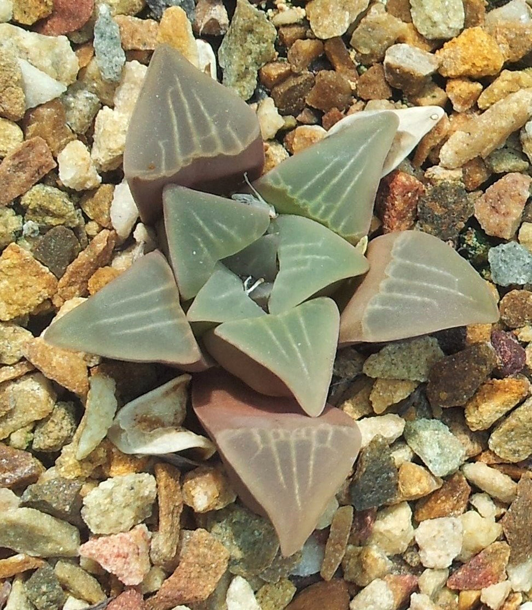 White Line Haworthia (Haworthia mutica 'White Line')