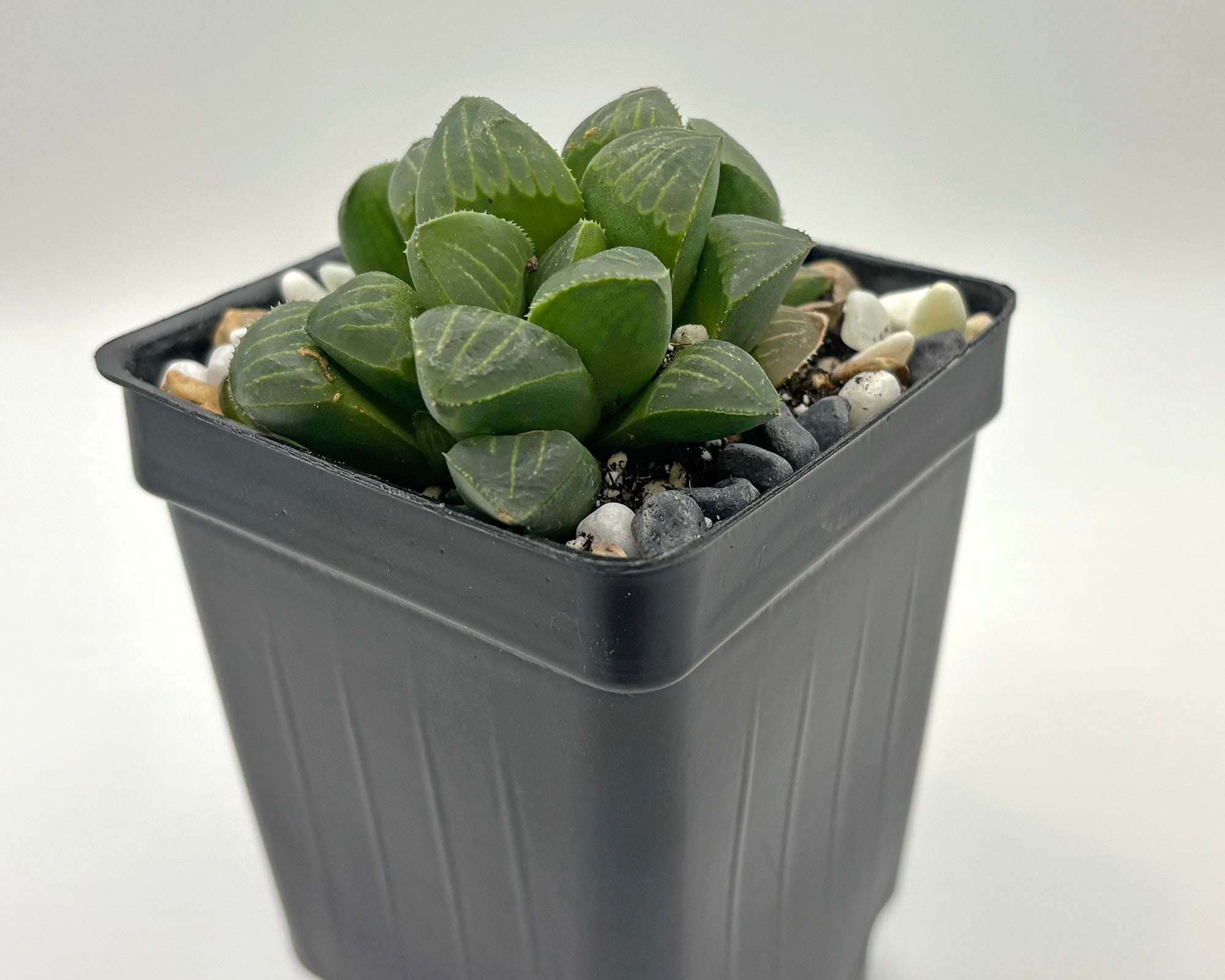 White Line Haworthia (Haworthia mutica 'White Line')