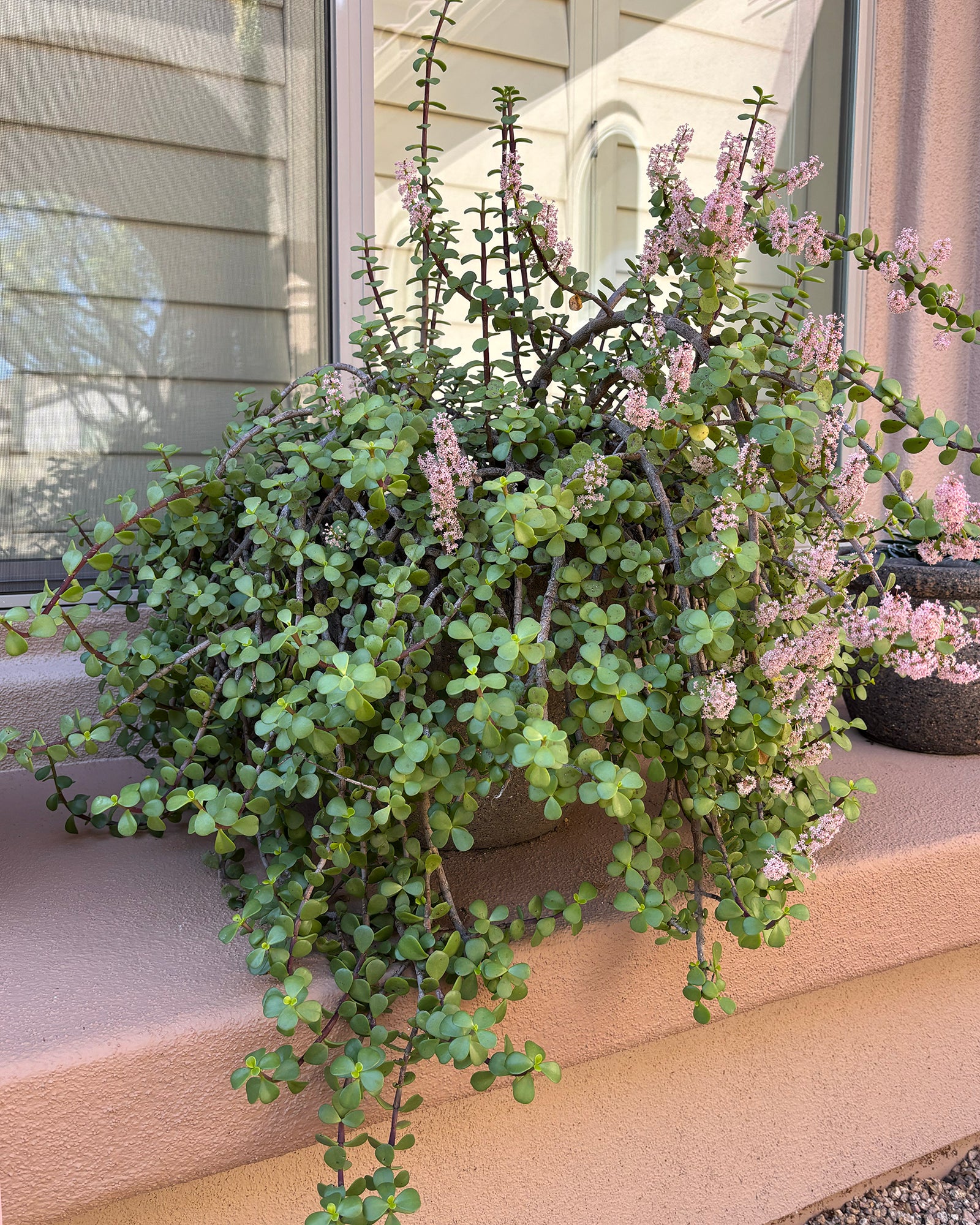 Elephant Bush (Portulacaria afra)