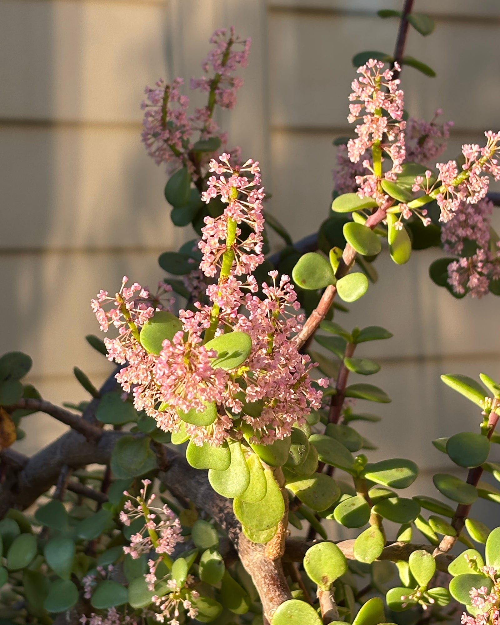 Elephant Bush (Portulacaria afra)