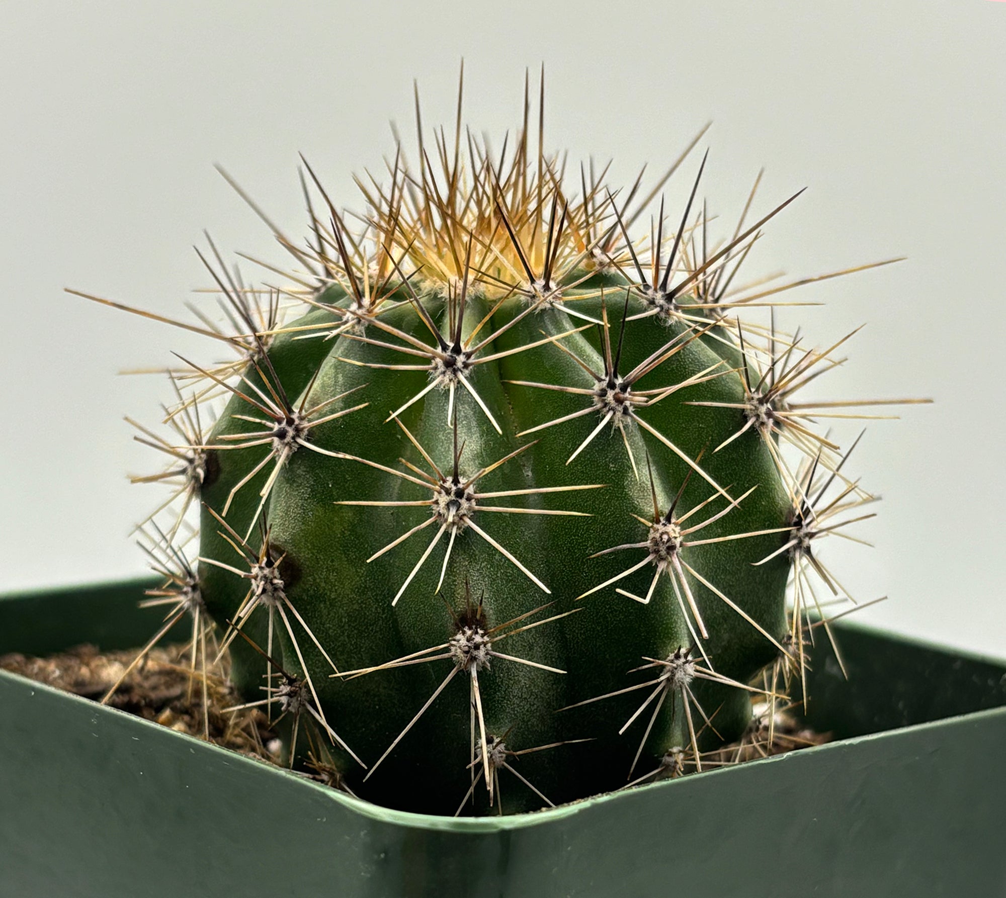 Carnegiea gigantea (Saguaro Cactus)