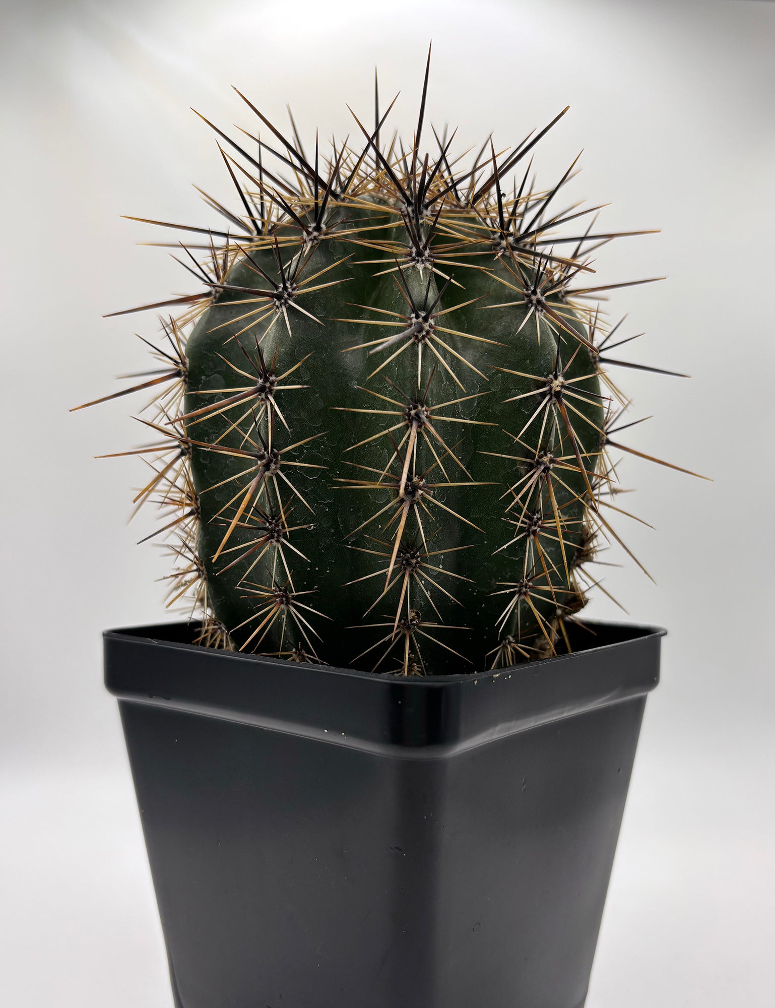 Carnegiea gigantea (Saguaro Cactus)